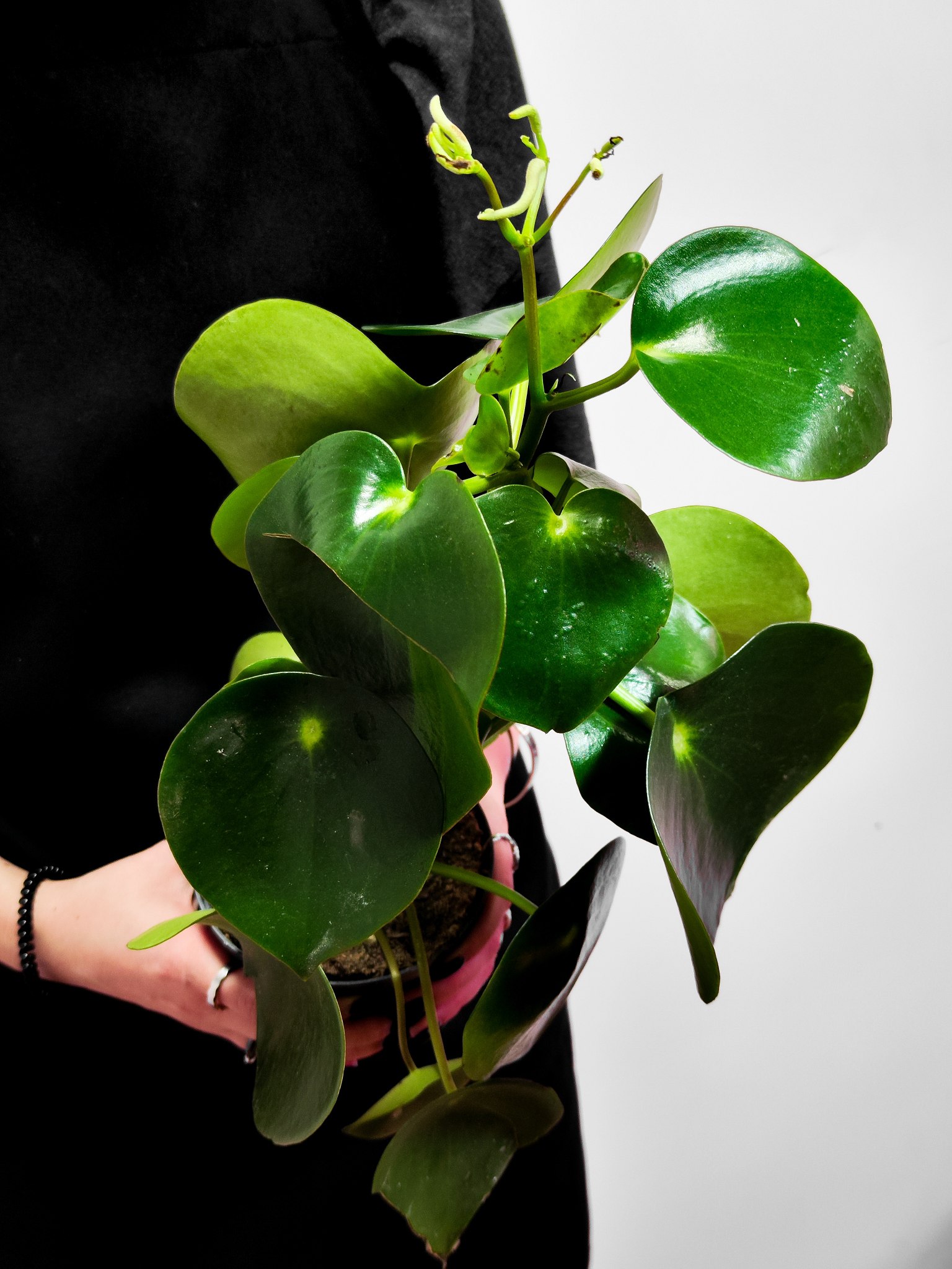 Пеперомия Рейндроп (Peperomia Polybotrya Raindrop) D12см