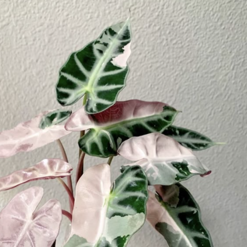 Алоказия Бамбино Пинк Вариегатная (Alocasia Bambino Pink Variegata) D6см