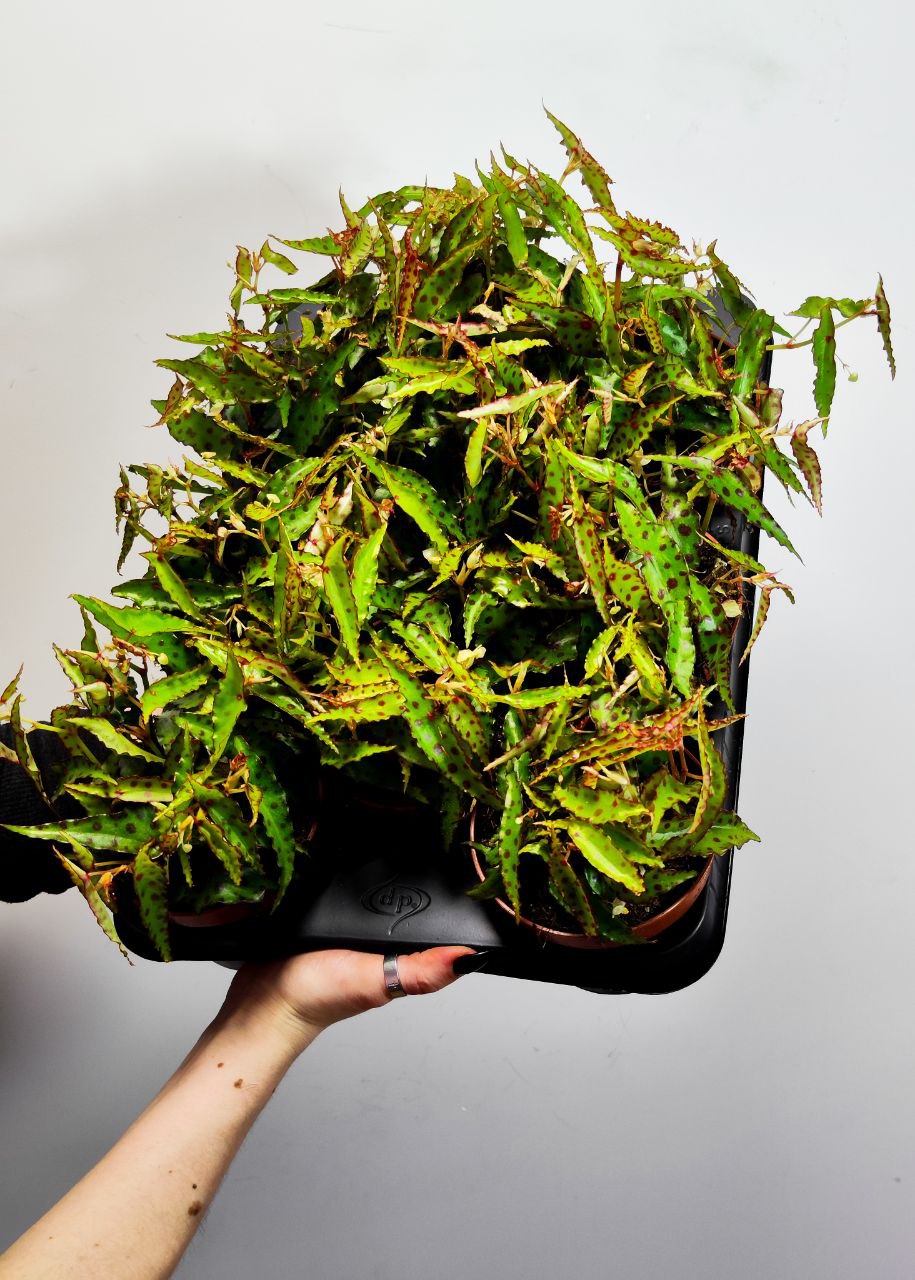 Бегония Амфиоксус (Begonia Amphioxus) D8см