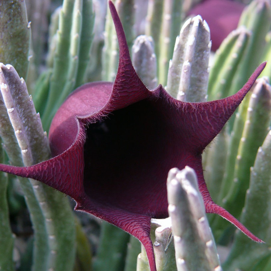 Стапелия Лиэндерзи (Stapelia Leendertziae) D5см