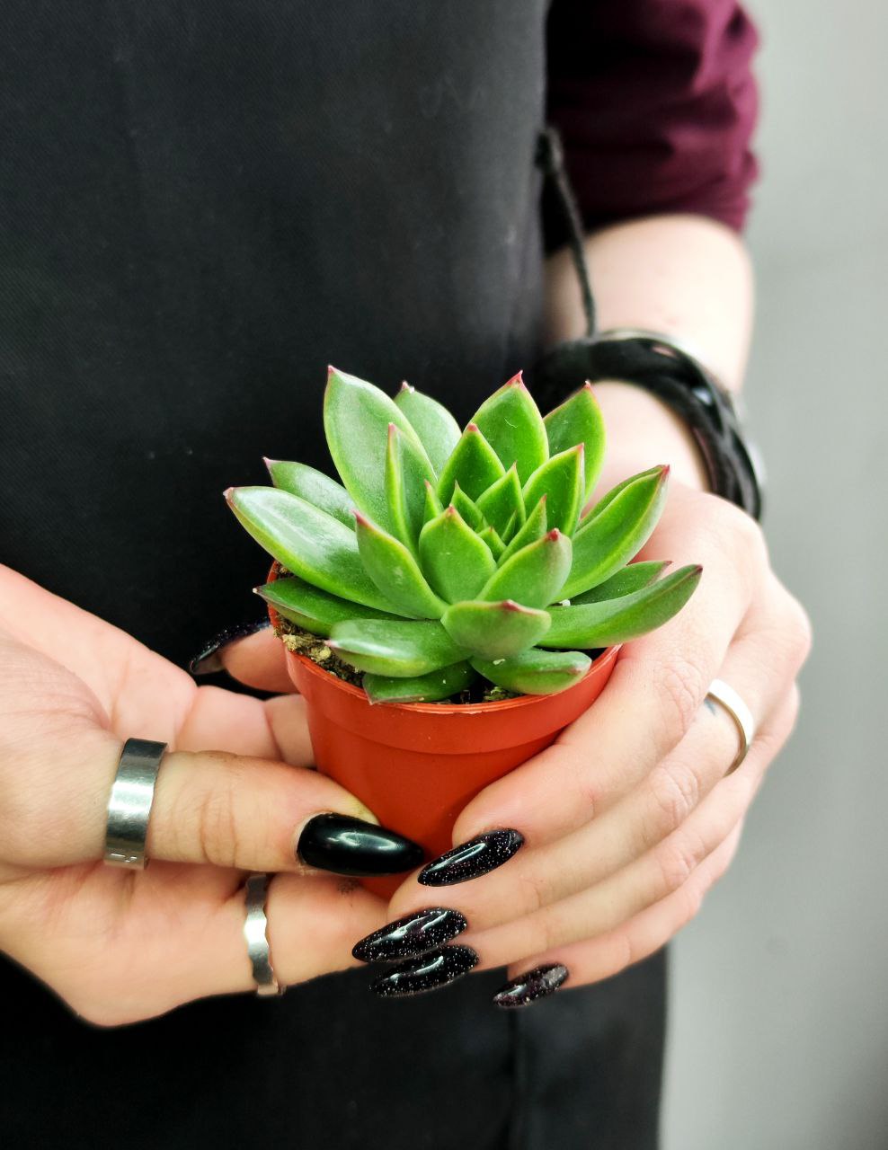 Эхеверия Агавоидес Ред Тип (Echeveria Agavoides Red Tip) D5см