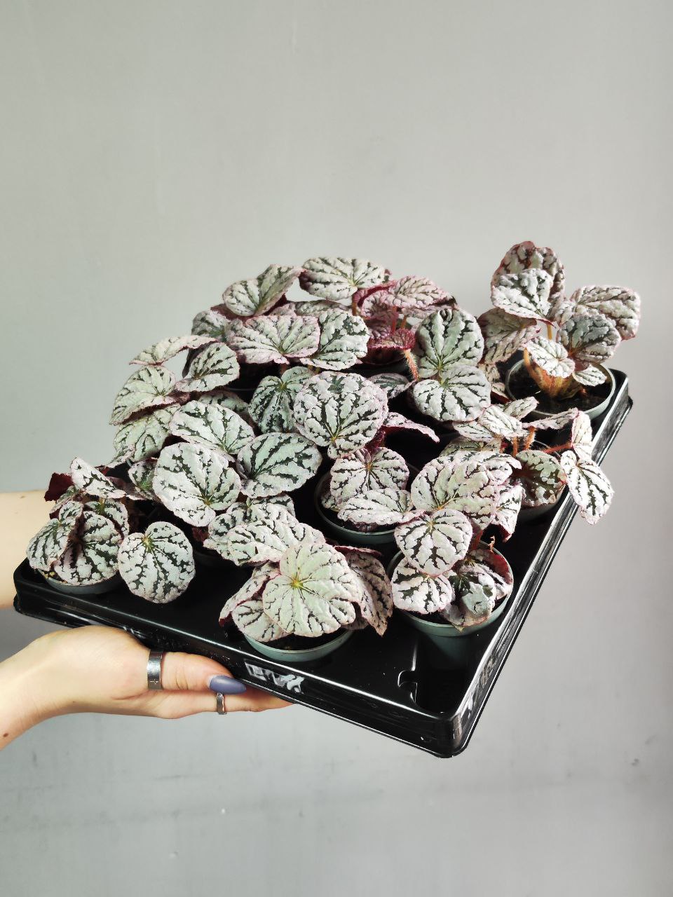 Бегония Рекс Чайо (Begonia Rex Chayo) D6см