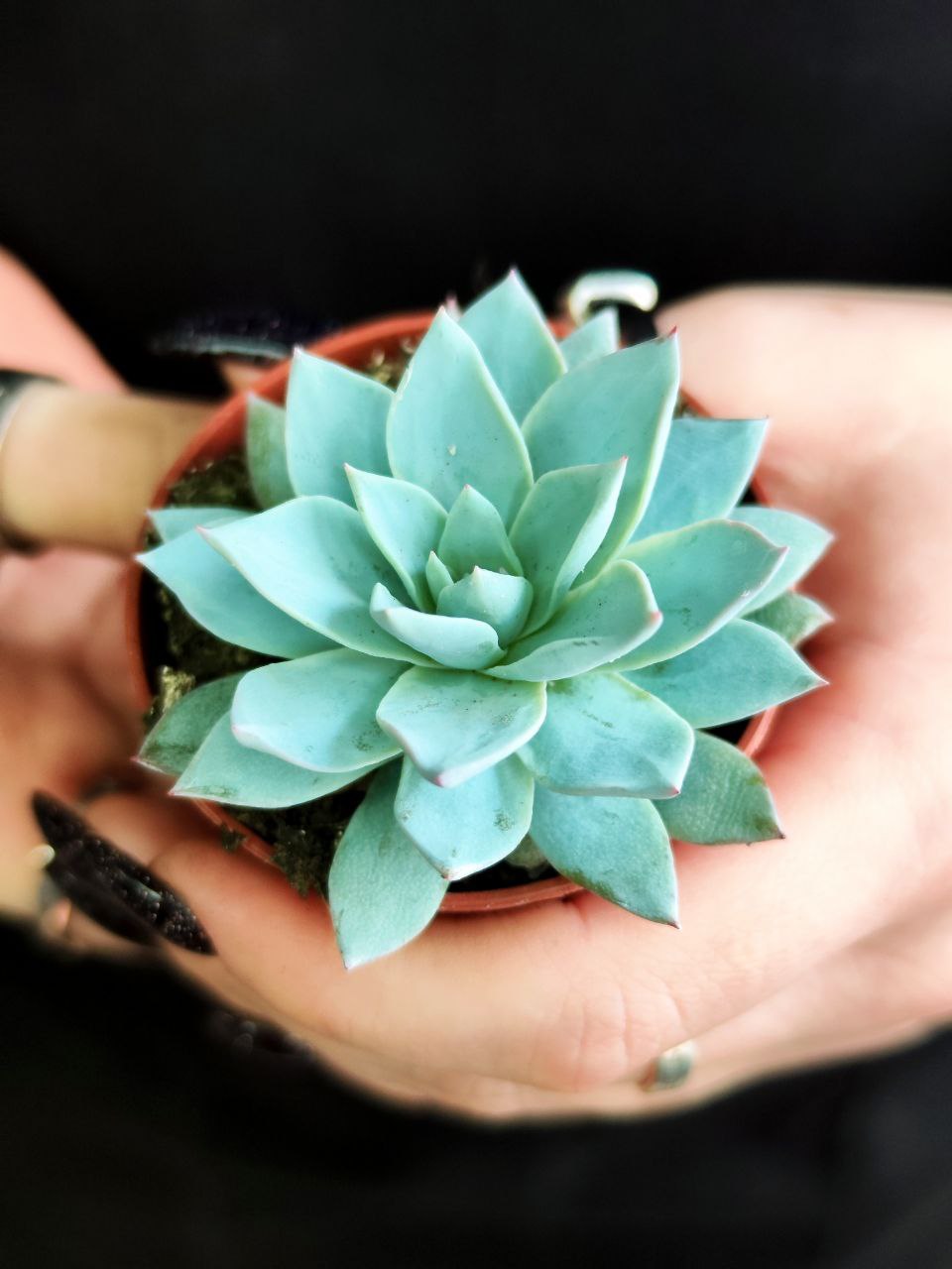 Эхеверия «Блю Бёрд» (Echeveria Blue Bird) D5см
