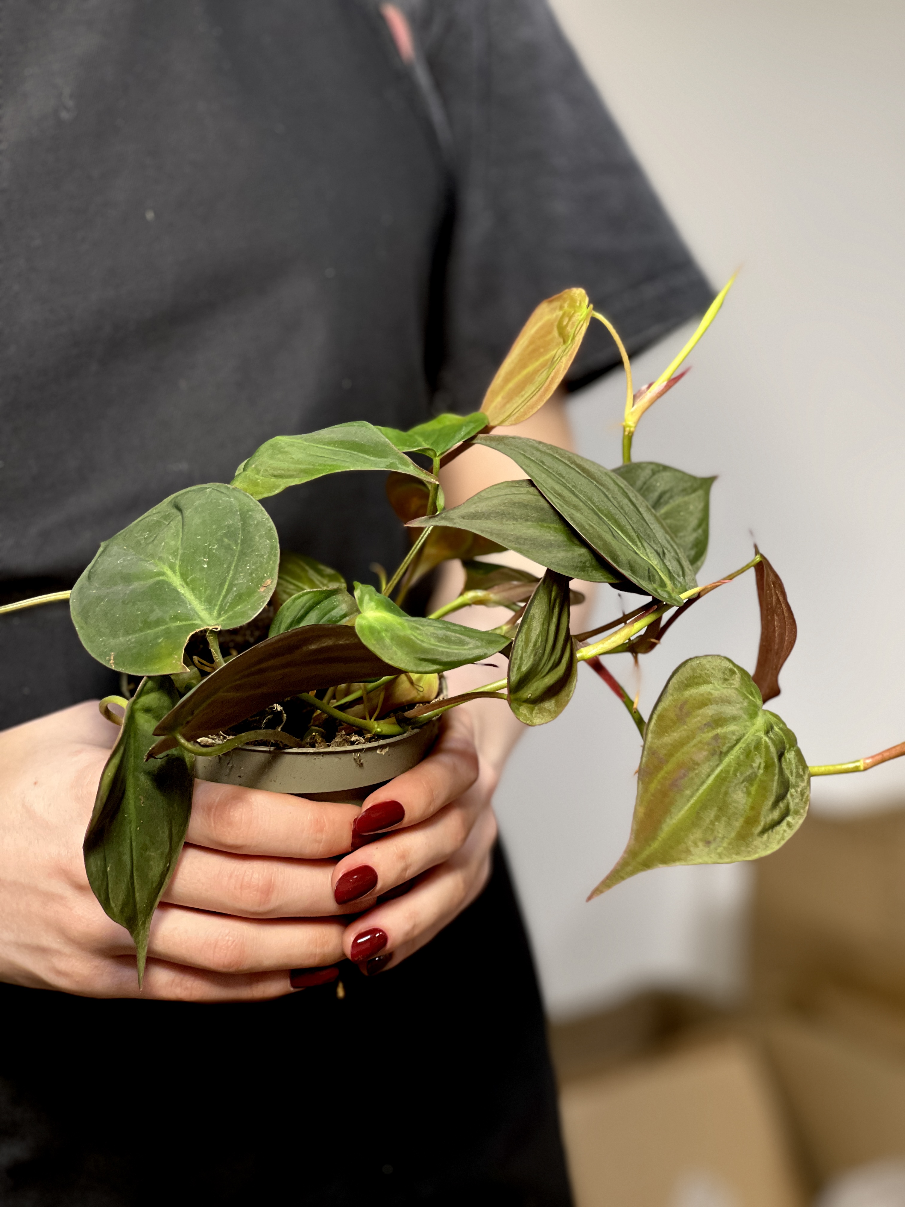 Филодендрон Сканденс Миканс (Philodendron Scandens Micans) D10см