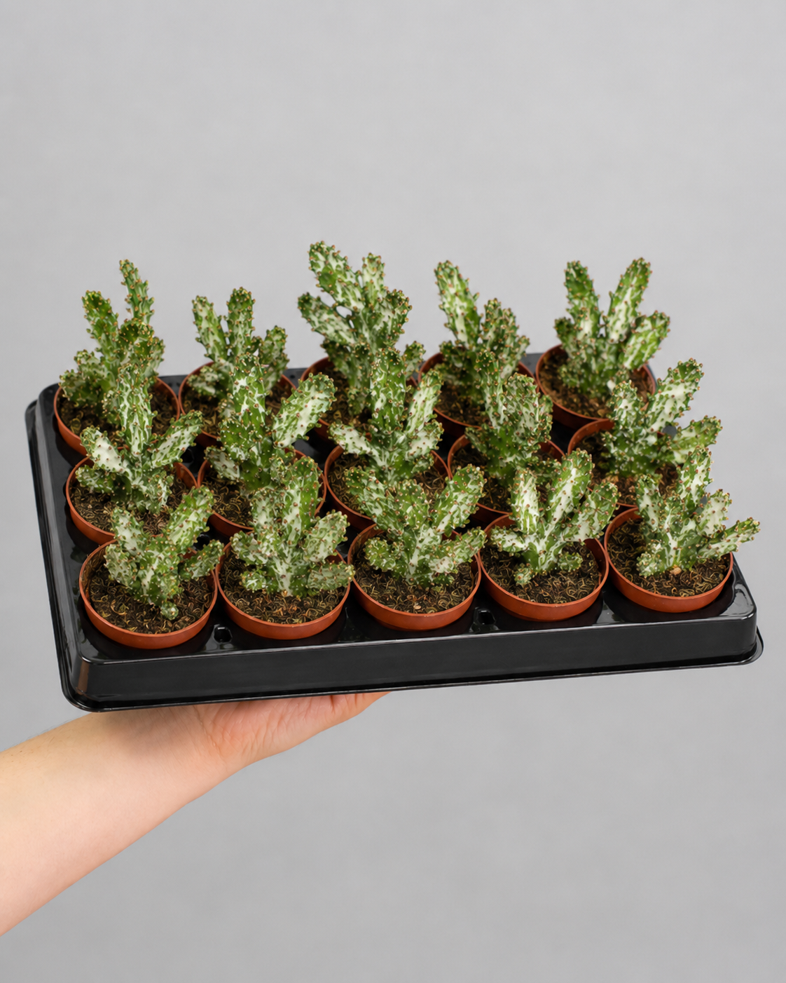 Опунция Монаканта Вариегатная (Opuntia Monacantha Variegata) D5см