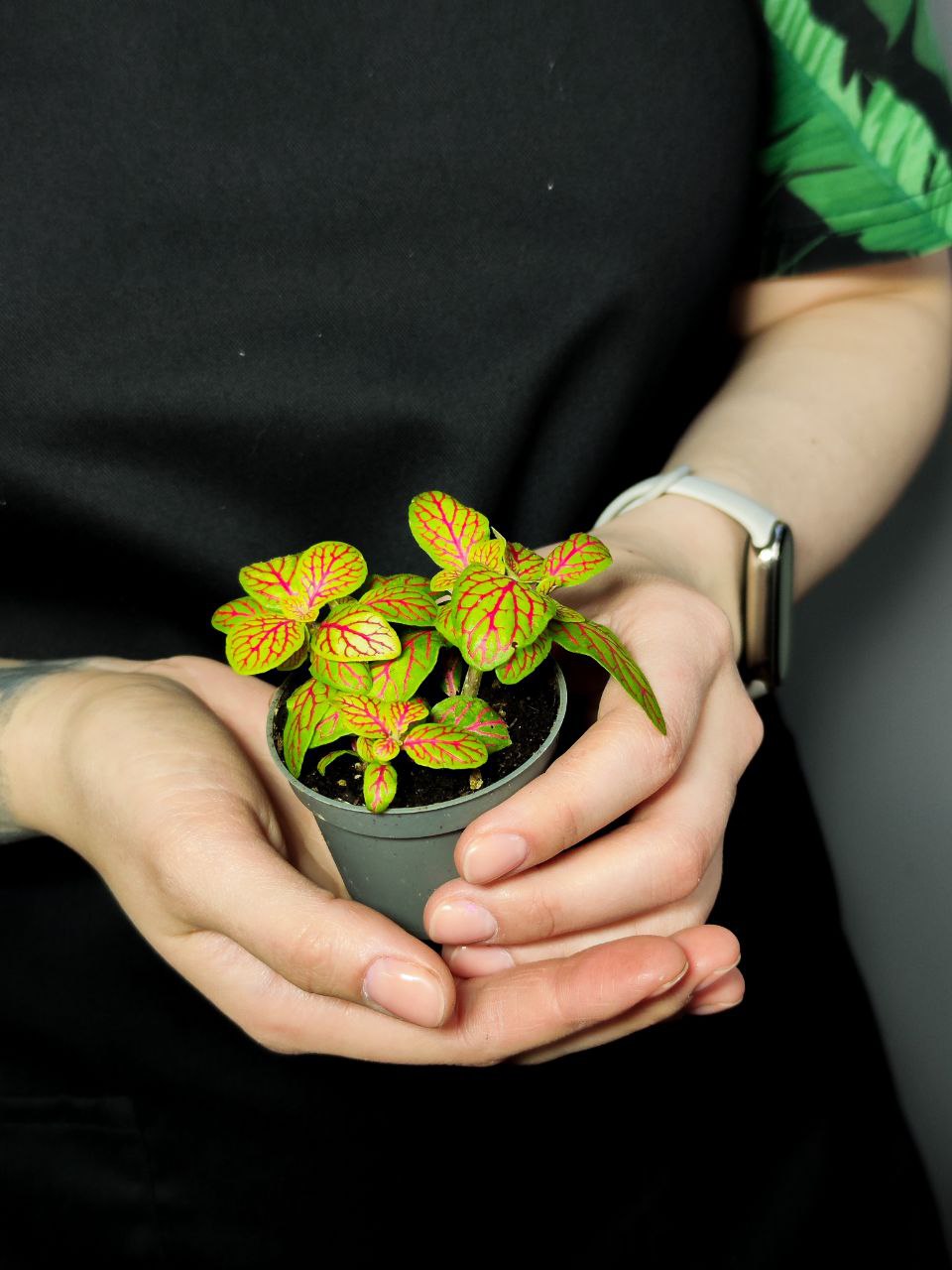 Фиттония Скелетон Вершаффельта (Fittonia Verschaffeltii Skeleton) D5см
