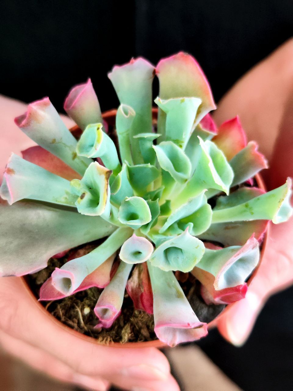 Эхеверия Трампет Пинки (Echeveria Trumpet Pinky) D8,5см