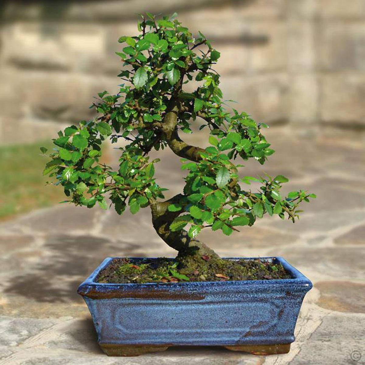 Бонсай Вяз Мелколистный Извилистый (Ulmus Parvifolia)