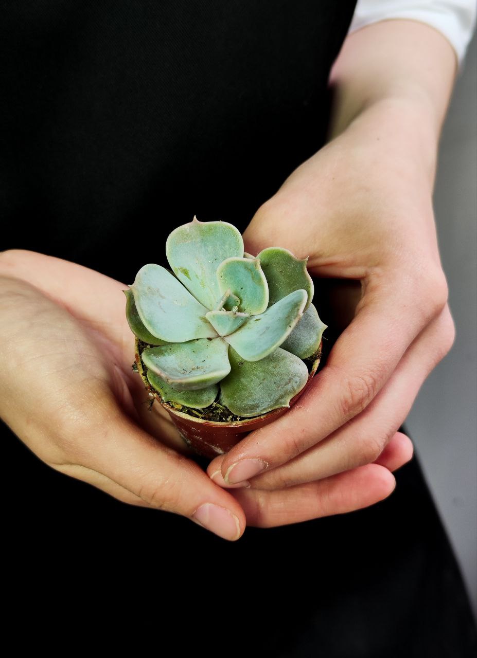 Эхеверия Лиловая, Лилацина (Echeveria Lilacina) D5см