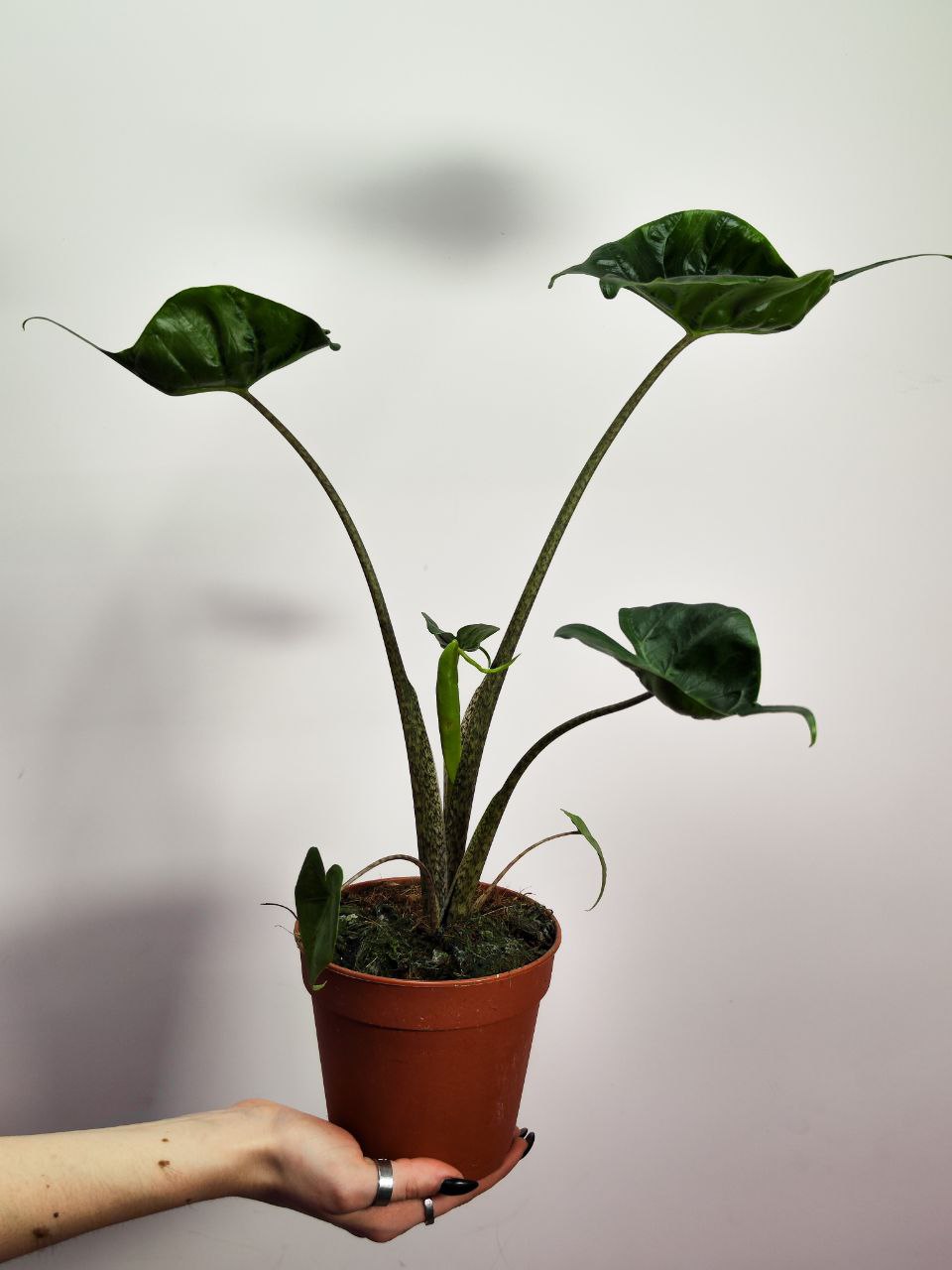 Алоказия Стингрей, или Алоказия Скат (Alocasia Stingray) D12см