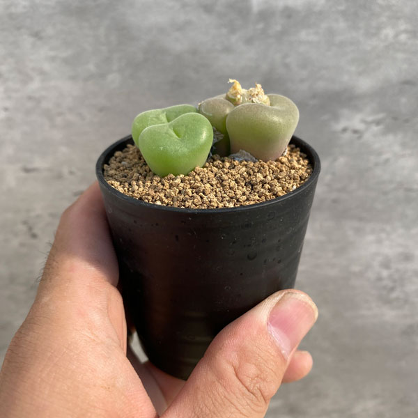 Конофитум вогнутый (Conophytum concavum) D5см