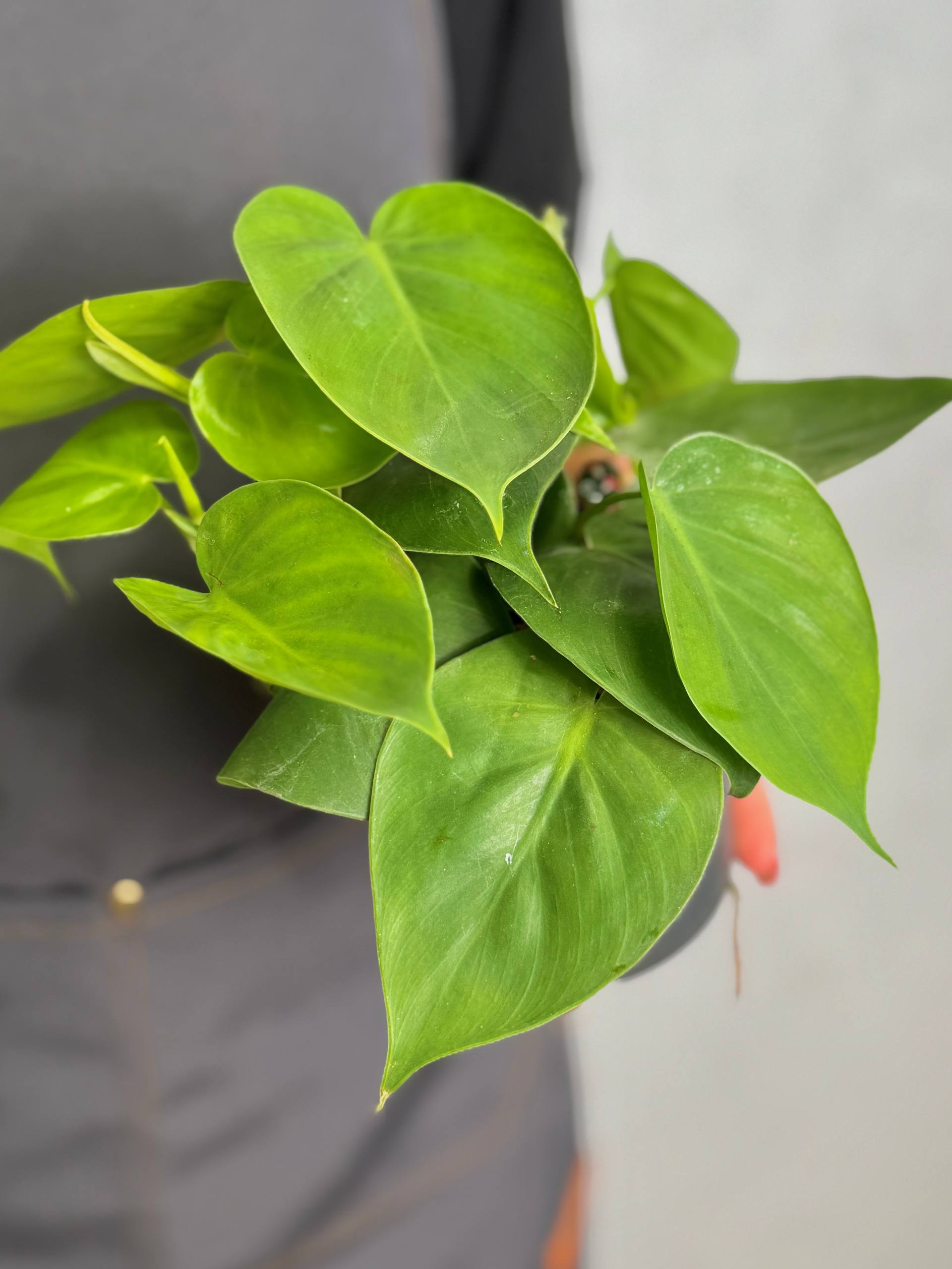 Филодендрон Сканденс Зелёный, или Сердцелистный Зеленый (Philodendron Scandens Green) D12см