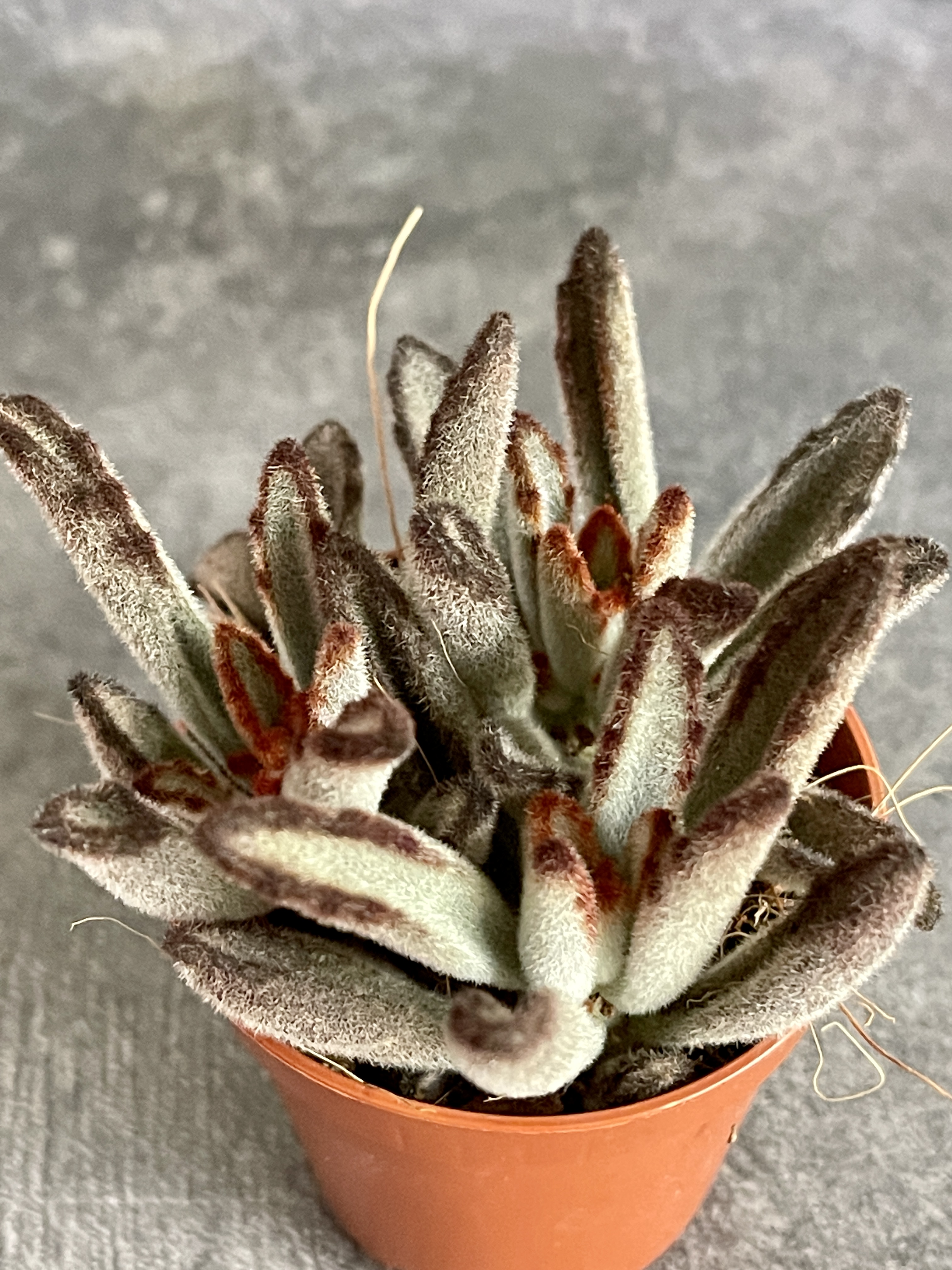 Каланхоэ Томентоза Аида (Kalanchoe Tomentosa Aida) D5см