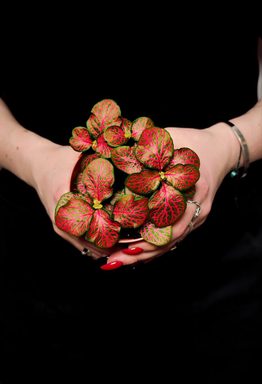 Фиттония Ред Стар (Fittonia Red Star) D8,5см