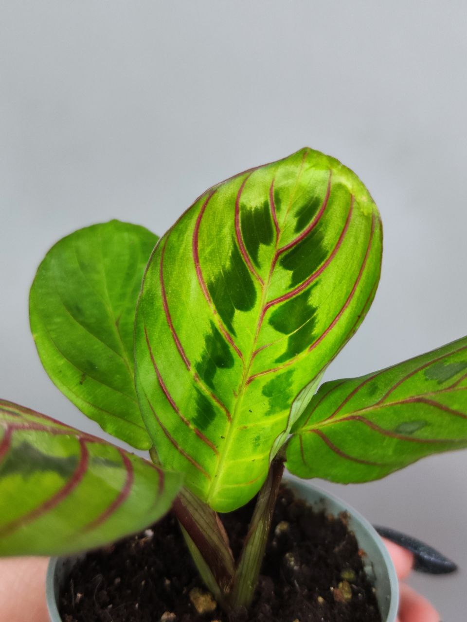 Маранта Ред Страйп (Maranta Red Stripe) D6см