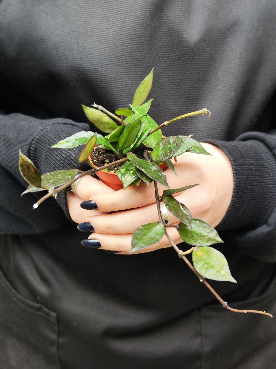 Хойя Крониана Блэк Ливс (Hoya Krohniana Black Leaves) D6см