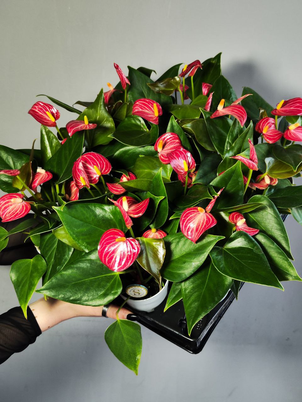 Антуриум Ливиум Ред (Anthurium Livium Red Micro) D7см