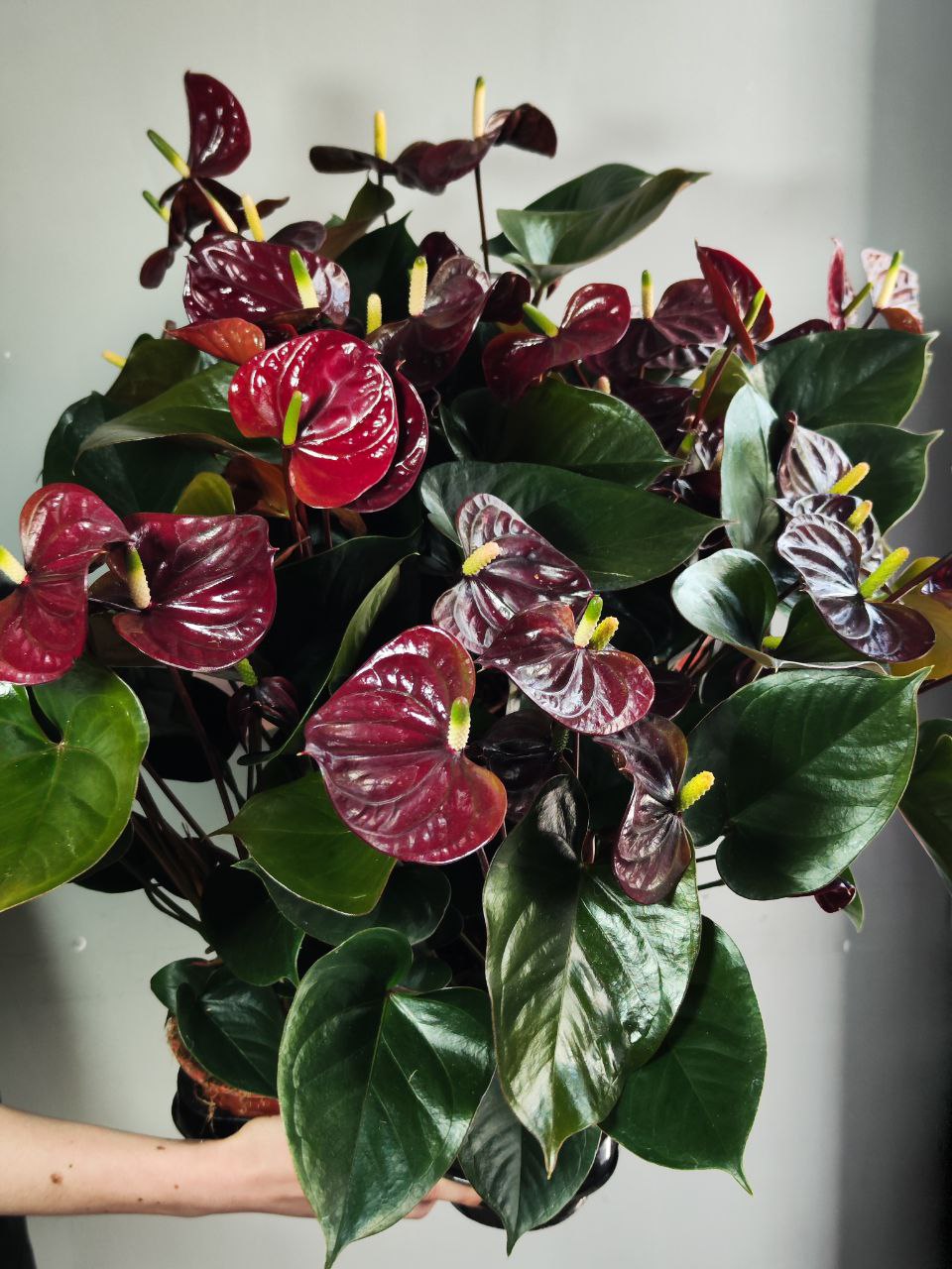 Антуриум Блэк Лав, или Черная Любовь (Anthurium Аndraeanum Black Love) D12см