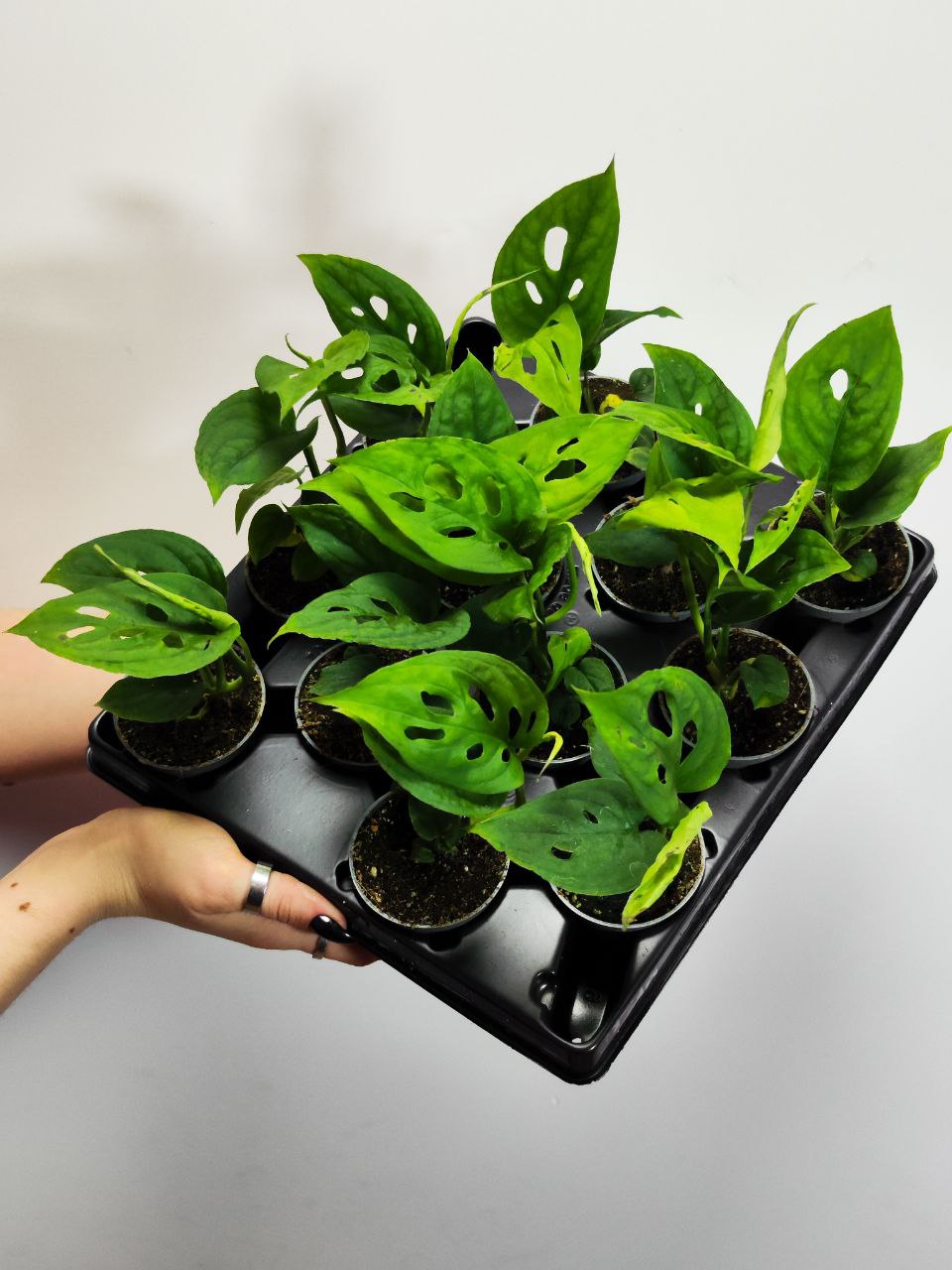 Монстера Акумината (Monstera Acuminata) D6см