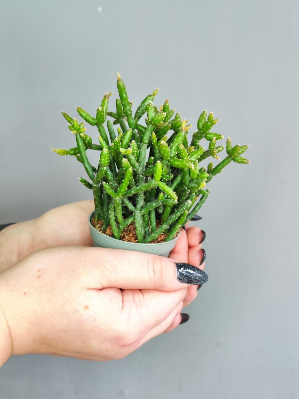 Рипсалис Барчела (Rhipsalis Burchellii) D5см