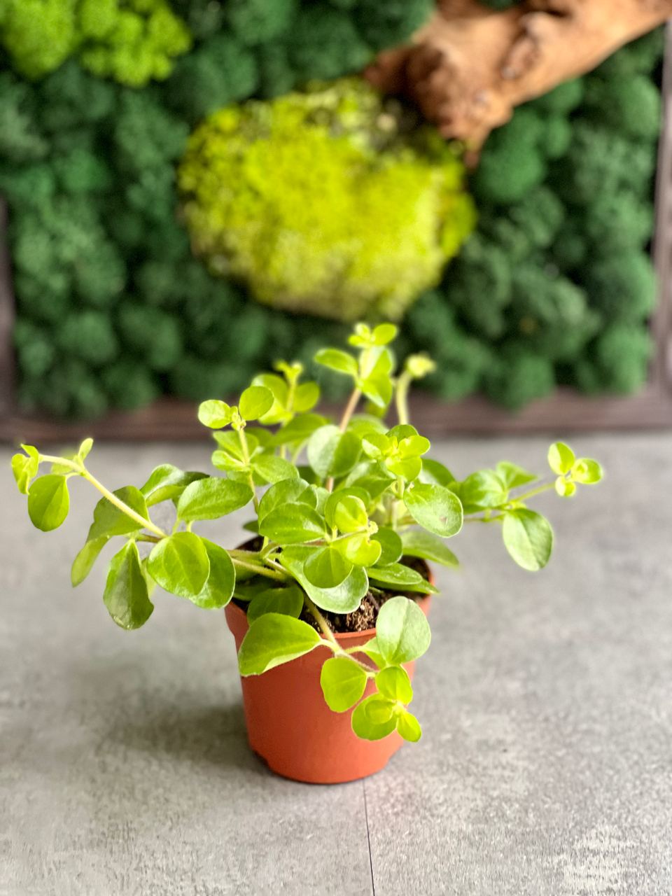 Пеперомия Круглолистная (Peperomia Rotundifolia) D5см