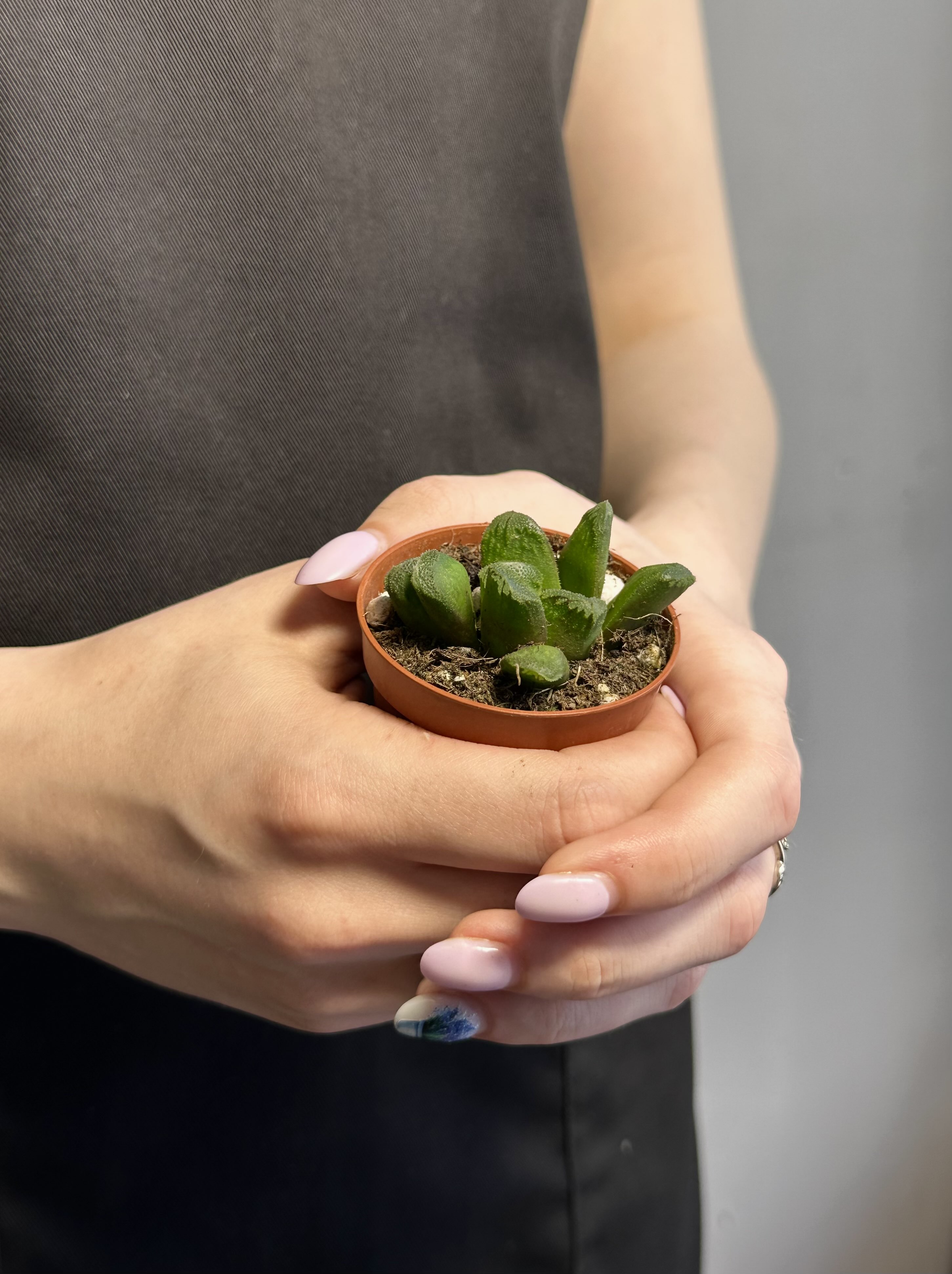 Хавортия Маугани Гибрдный (Haworthia Maughanii X Truncata) D5см