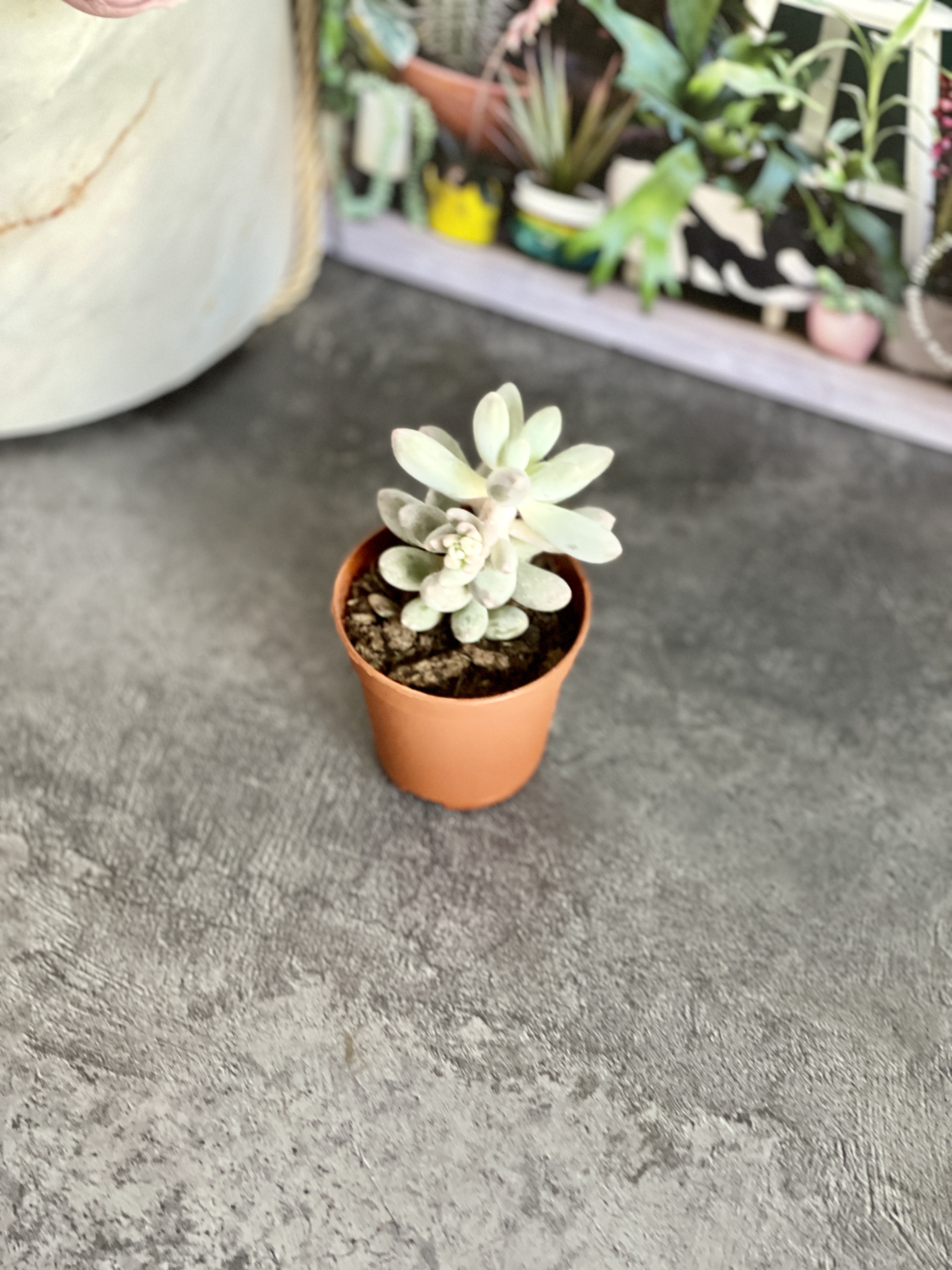Пахифитум Мачуковый (Pachyphytum Machucae) D5см