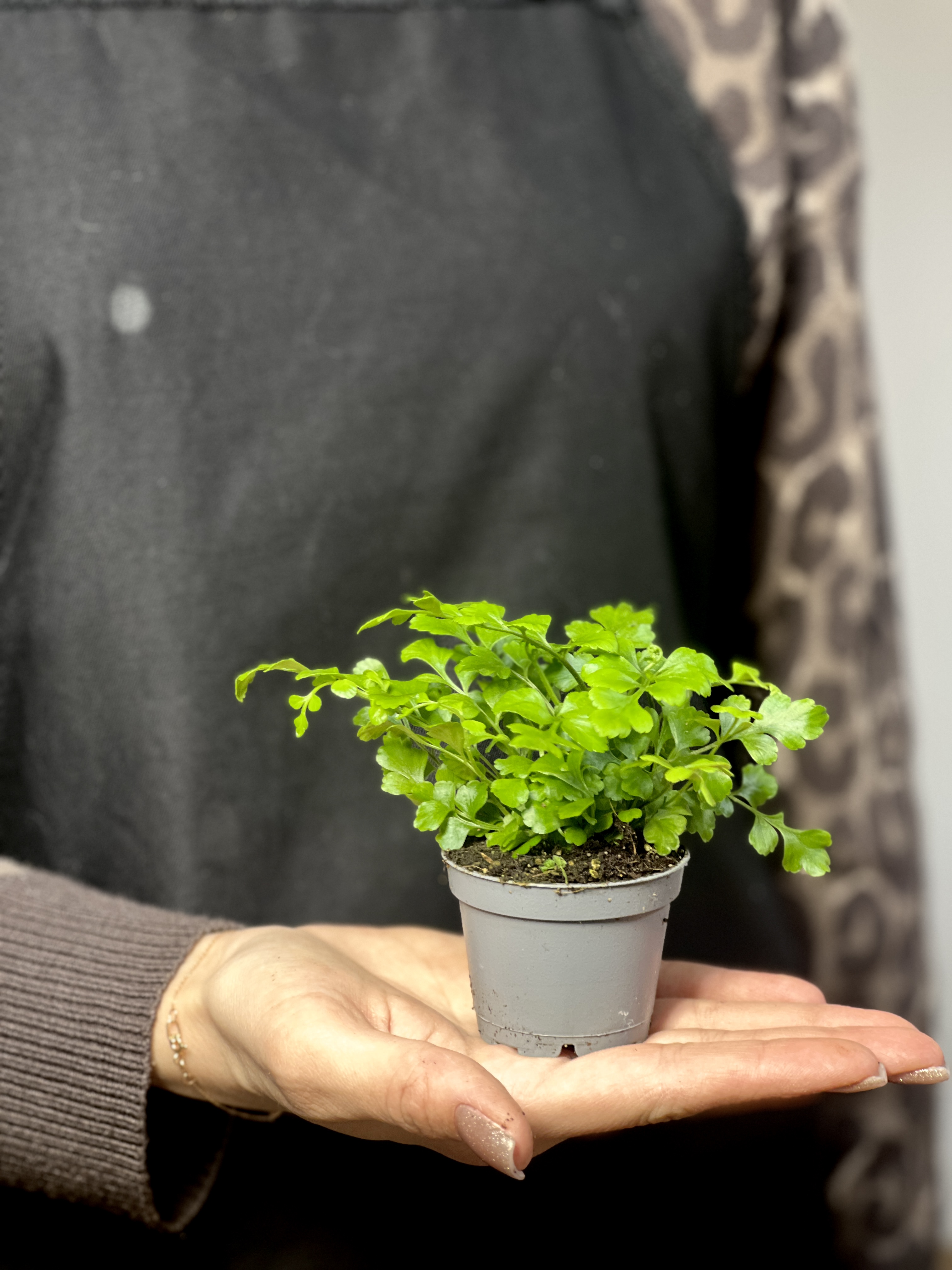 Папоротник Асплениум Парвати (Asplenium Dimorphum Parvati) D6см