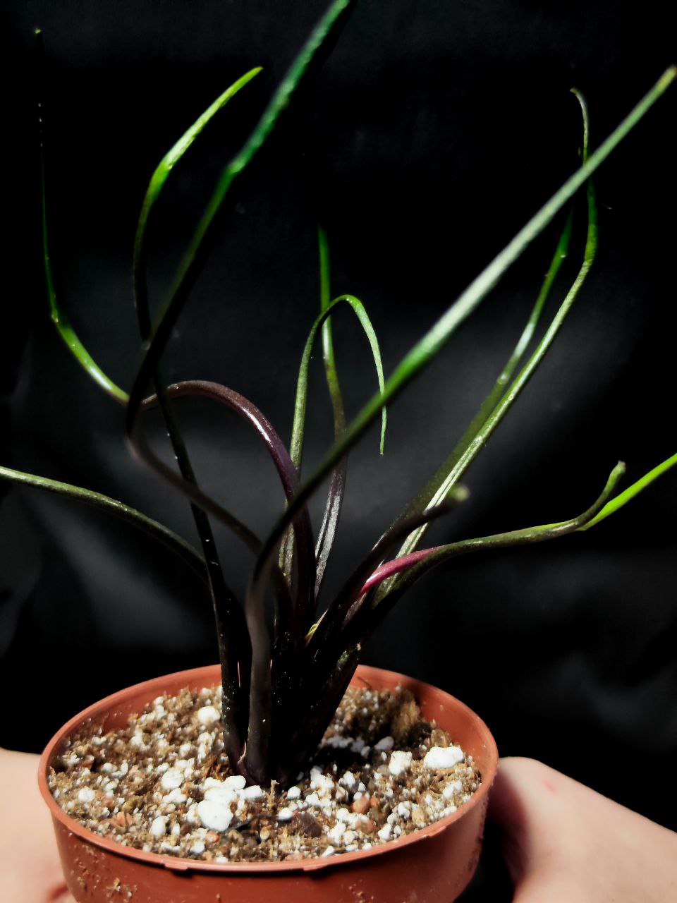Алоказия Плюмбея "Летающий Кальмар" (Alocasia Plumbea Flying Squid) D9см