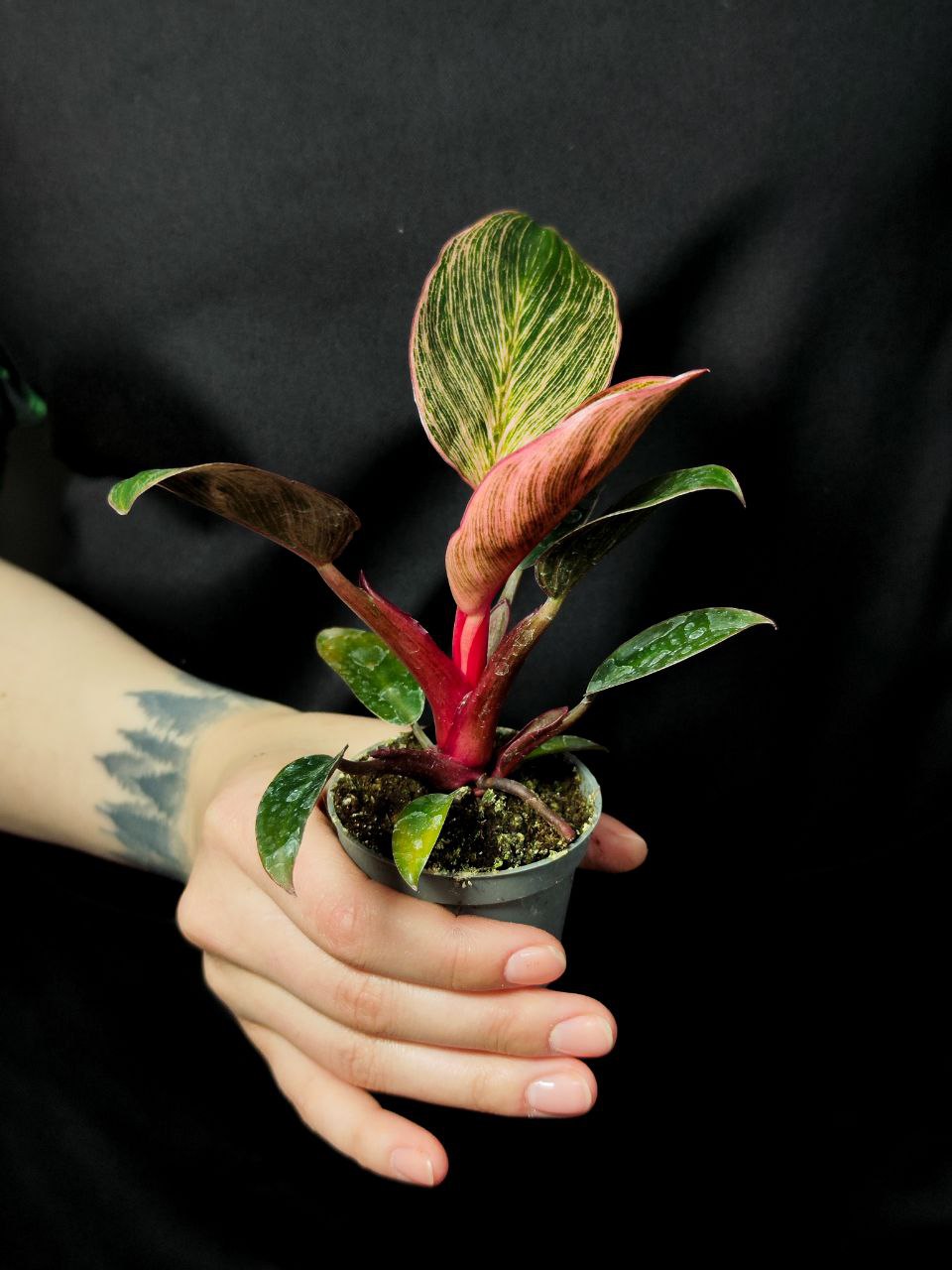 Филодендрон Пинк Биркин (Philodendron Pink Birkin) D6см