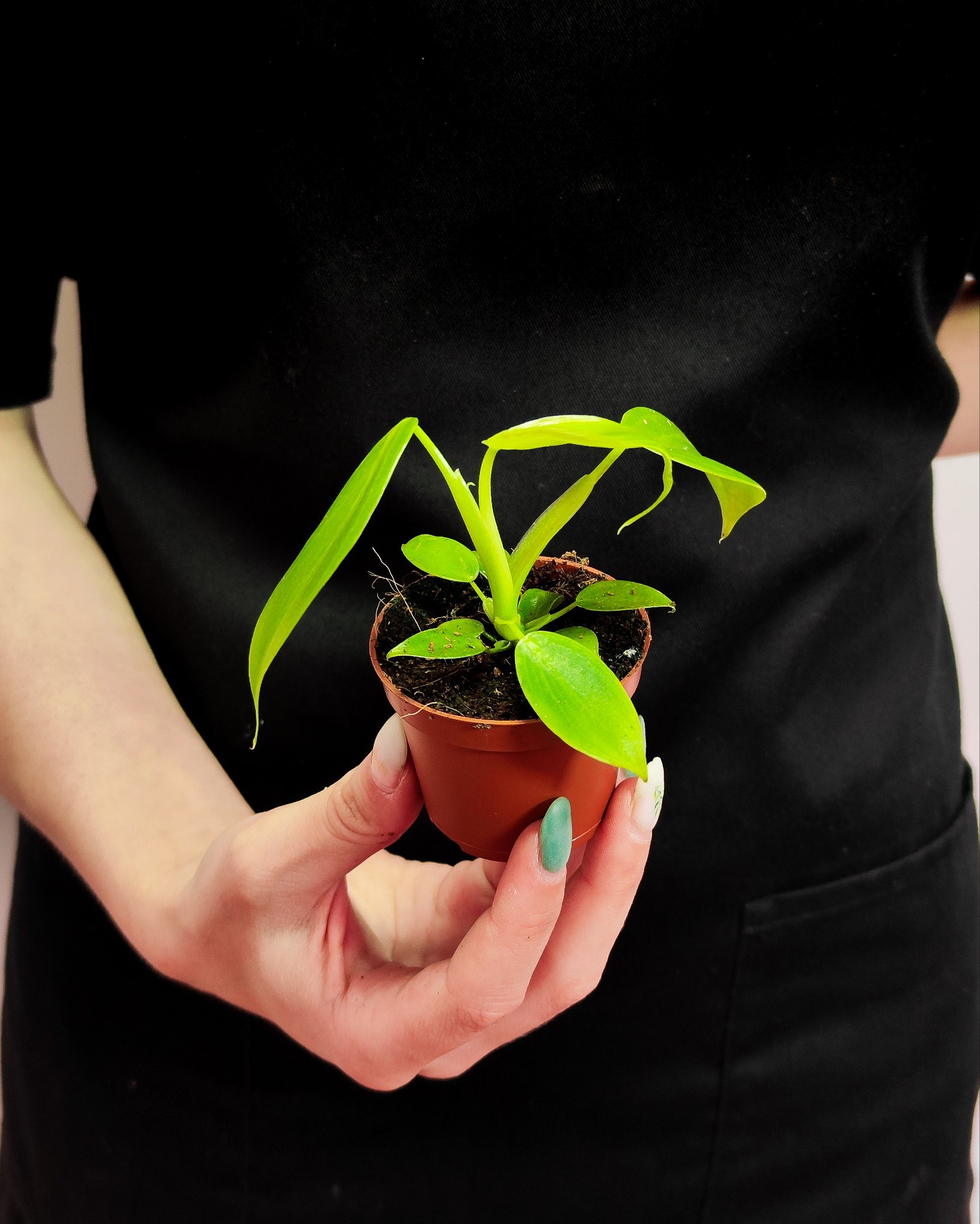 Филодендрон Питтьери (Philodendron Pittieri) D6см