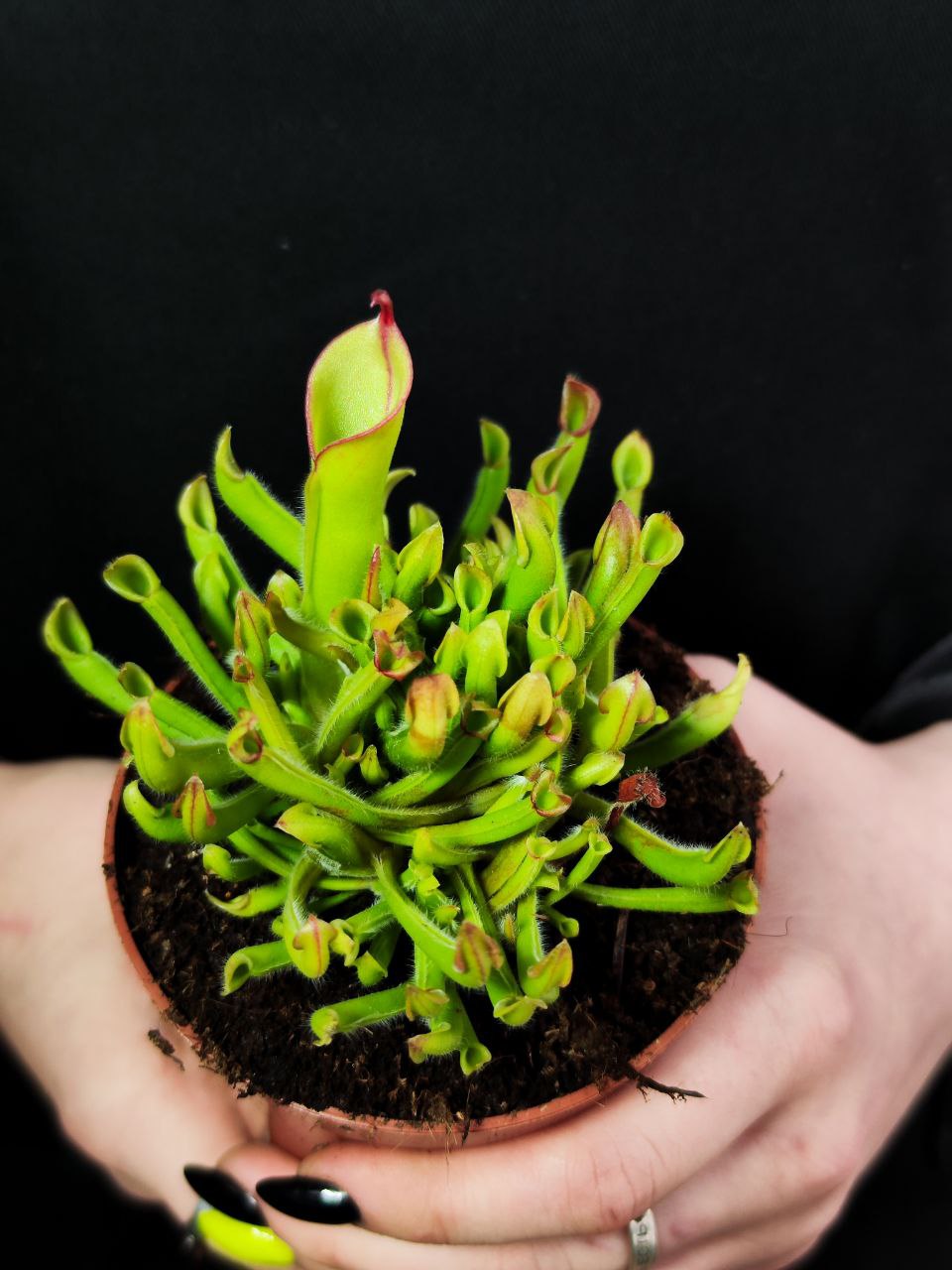 Гелиамфора (Heliamphora Heterodoxa x Minor) D9см