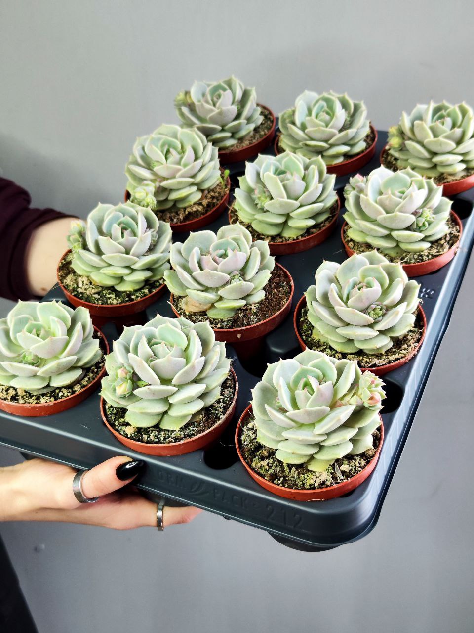 Эхеверия Лола (Echeveria Lola) D8,5см