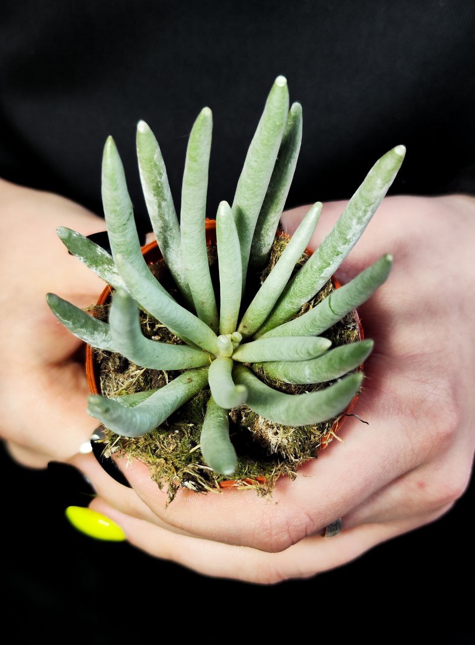 Крестовник Скапосус, или Крестовник Стрелконосный (Senecio Scaposus) D5см