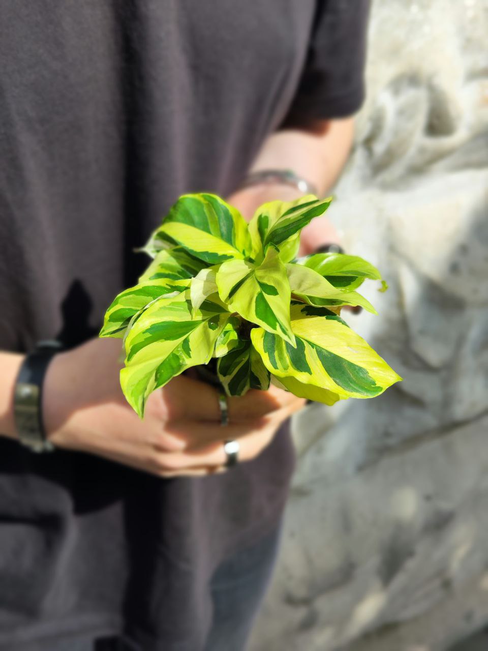 Калатея Йеллоу Фьюжин (Calathea Yellow Fusion) D6см