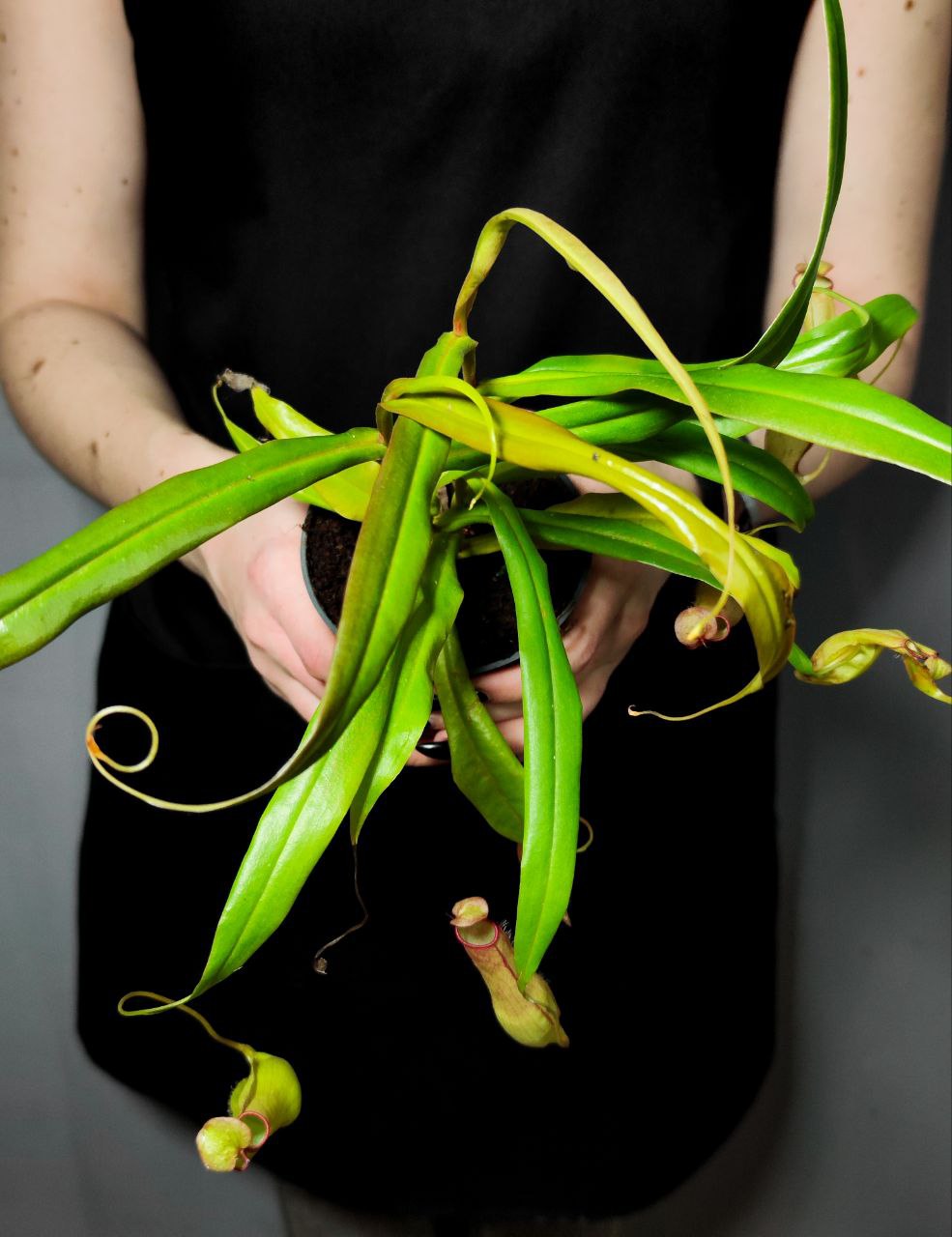 Непентес Евстахия (Nepenthes Eustachya) D9см