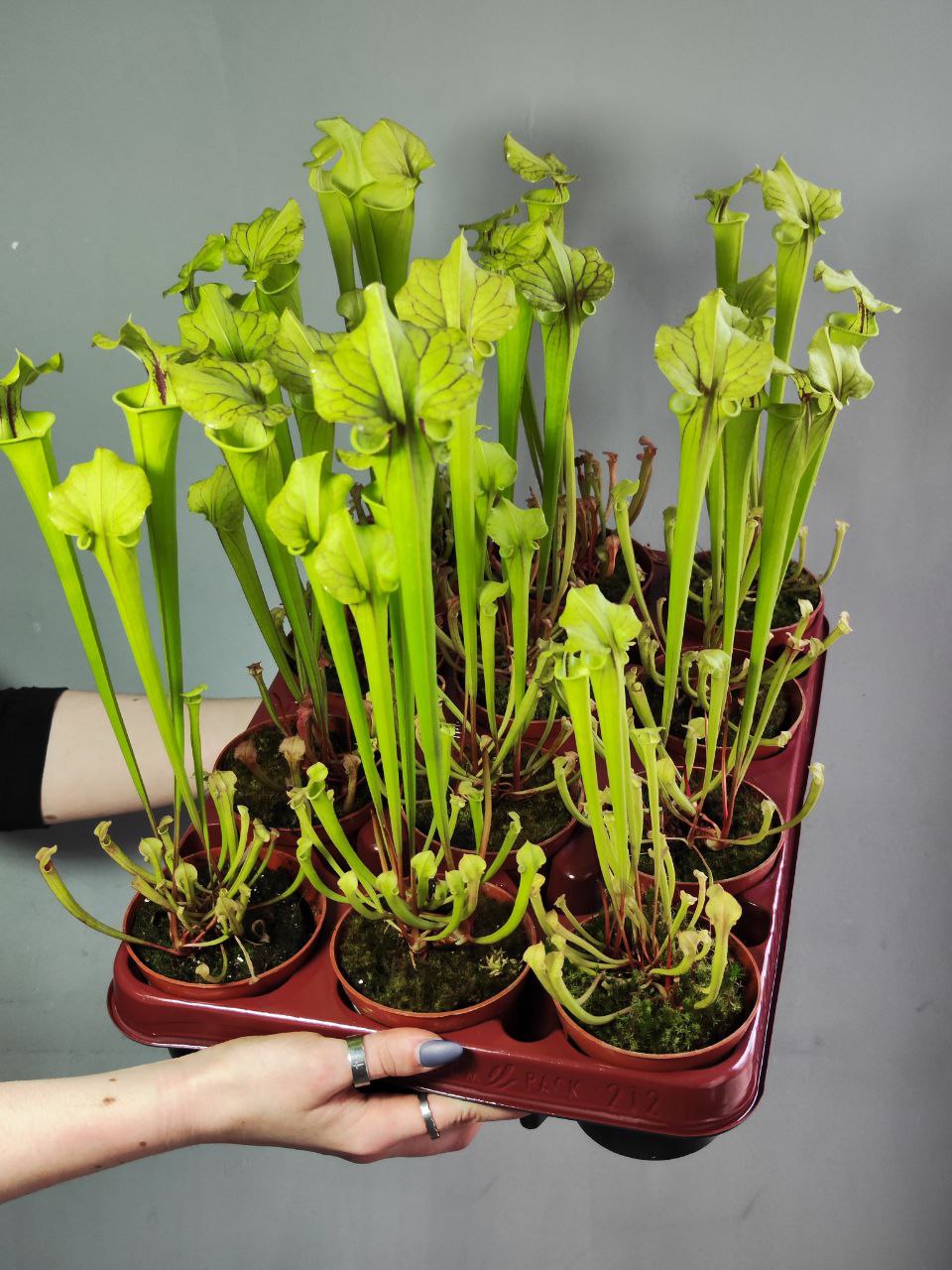 Саррацения Флава (Sarracenia Flava) D9см