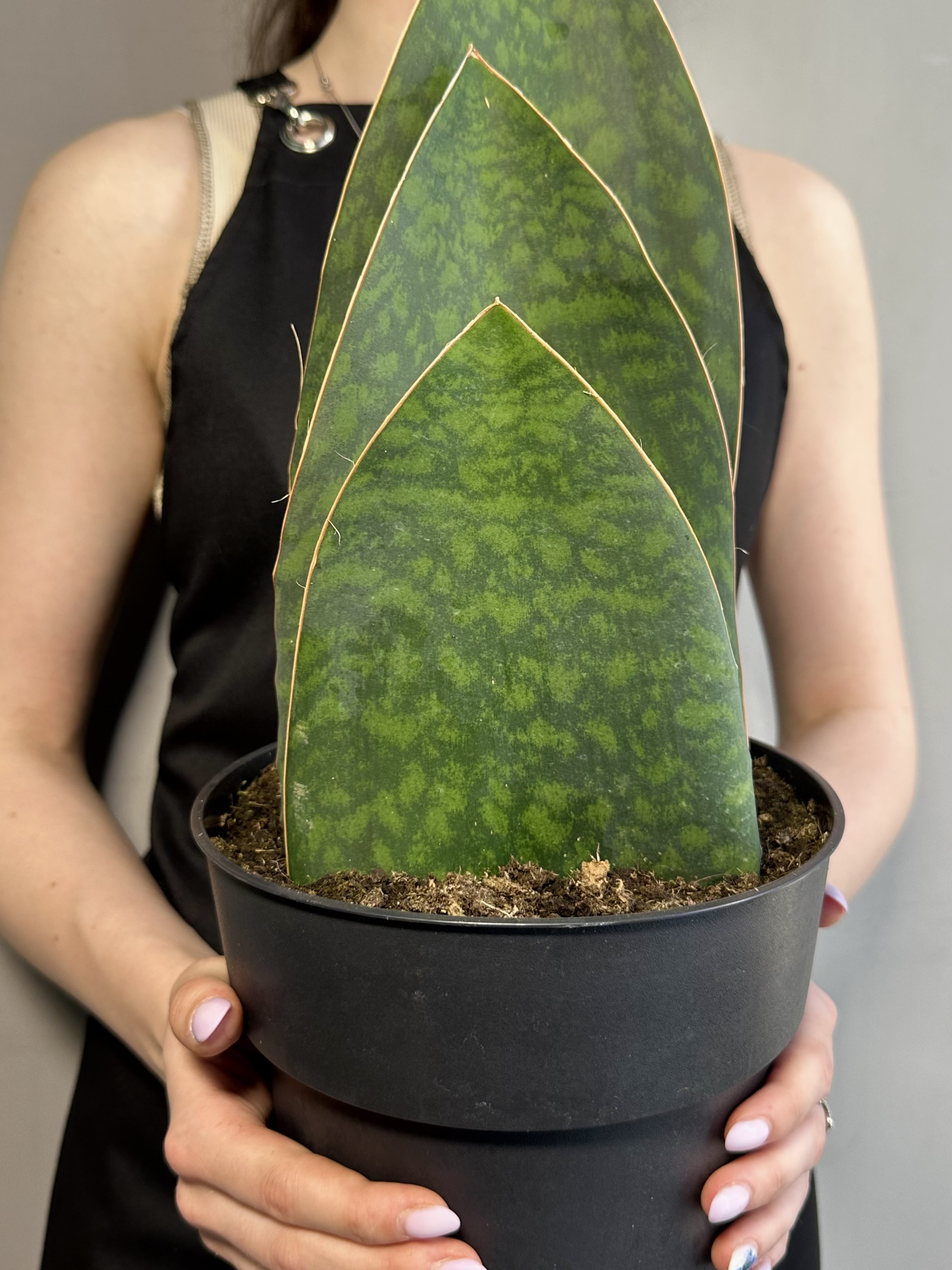 Сансевиерия Масониана Виктория XXL (Sansevieria Big Leaves Green) D19см