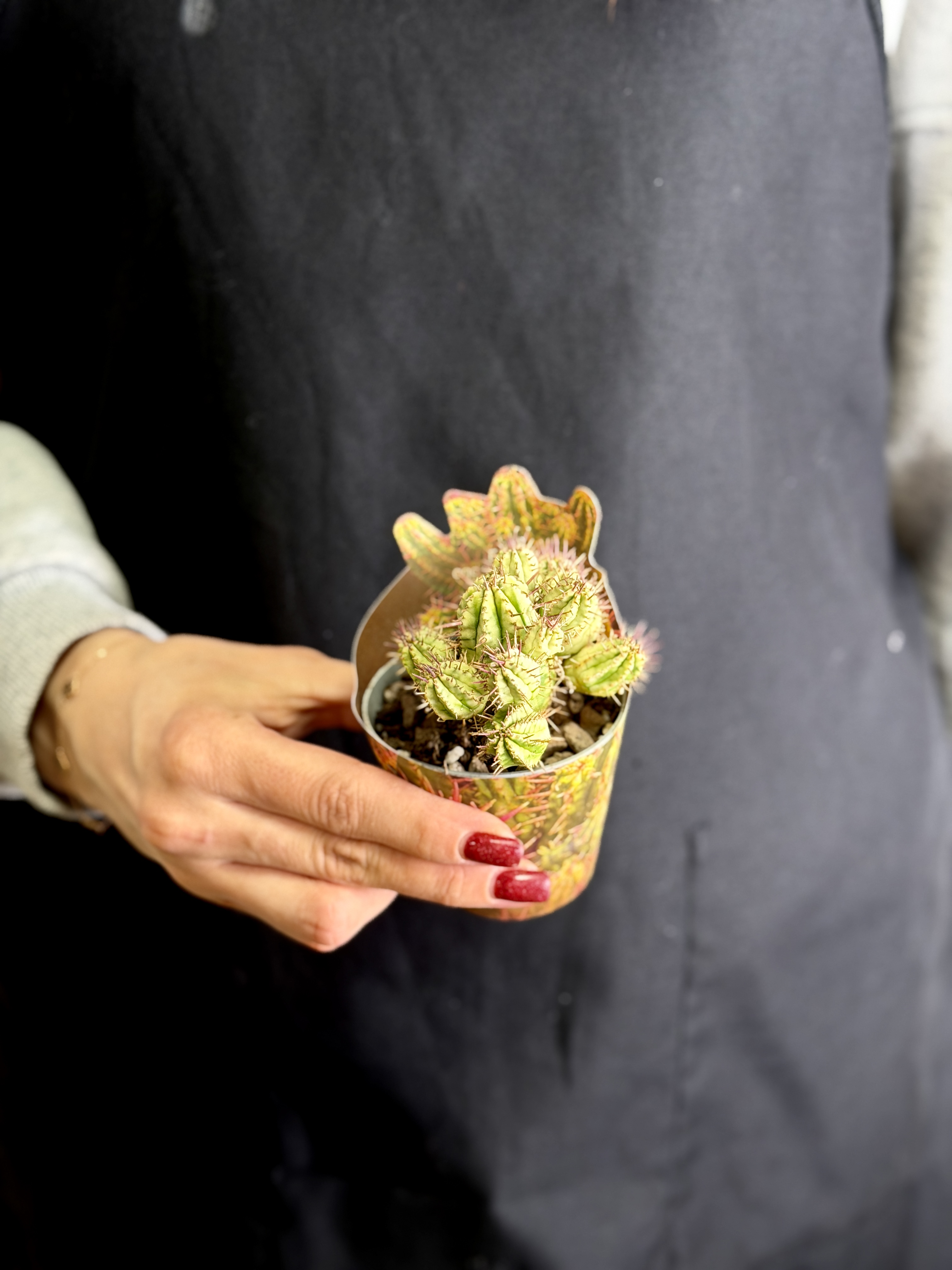 Эуфорбия Аггрегата Вариегата (Euphorbia Aggregata Variegata) D6,5см