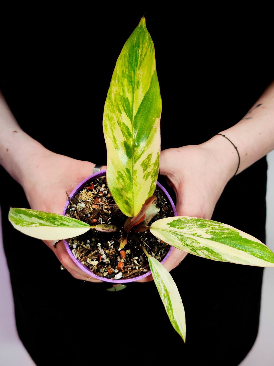 Филодендрон Карамель Марбл Вариегатный (Philodendron Caramel Marble Variegated) D6см
