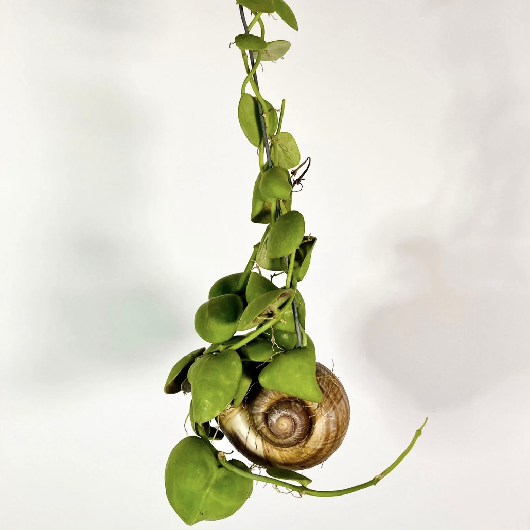 Дисхидия Снейли (Dischidia Snaily) в ракушке