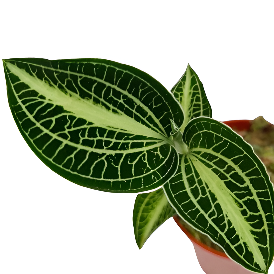 Драгоценная Орхидея Анектохилус Вайт Центр (Anoectochilus Siamensis White Center)