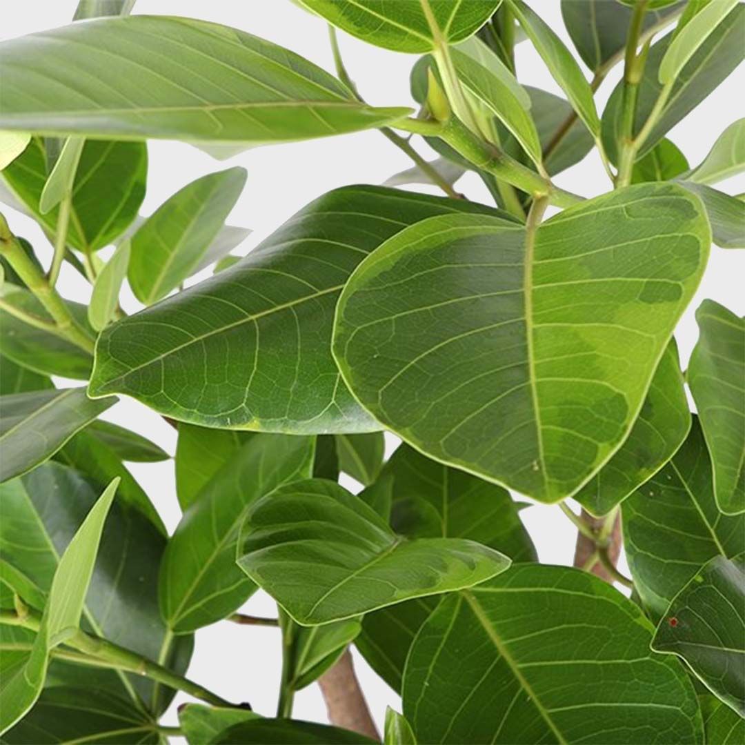 Фикус Альтиссима (Ficus Altissima) D11см
