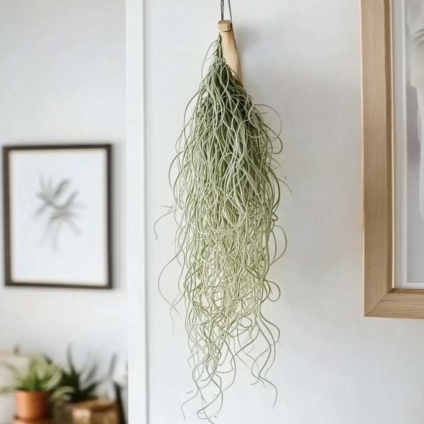 Тилландсия Уснеевидная Мини (Tillandsia Usneoides Mini)