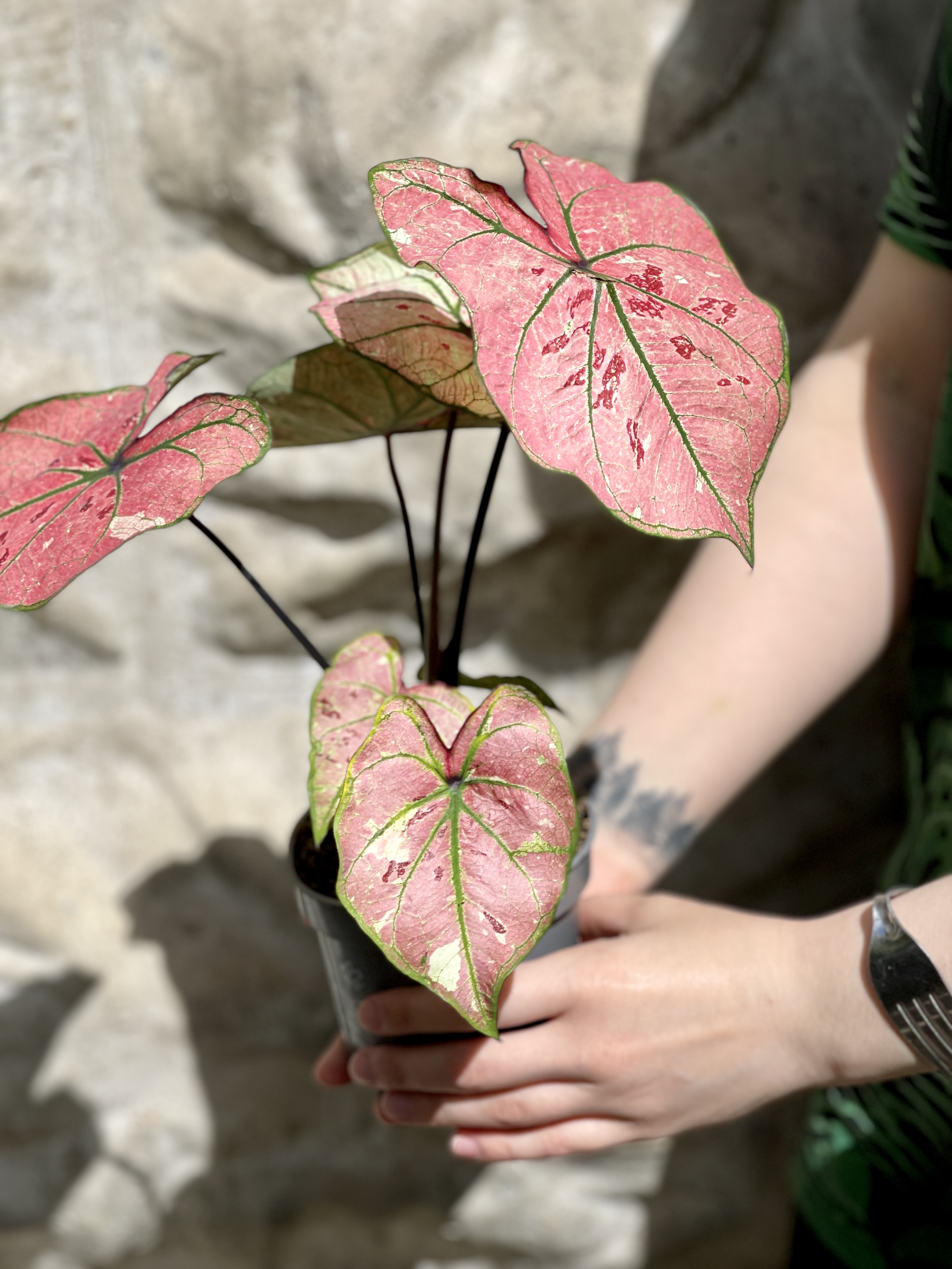 Каладиум Хейди (Caladium Heidi) D12см