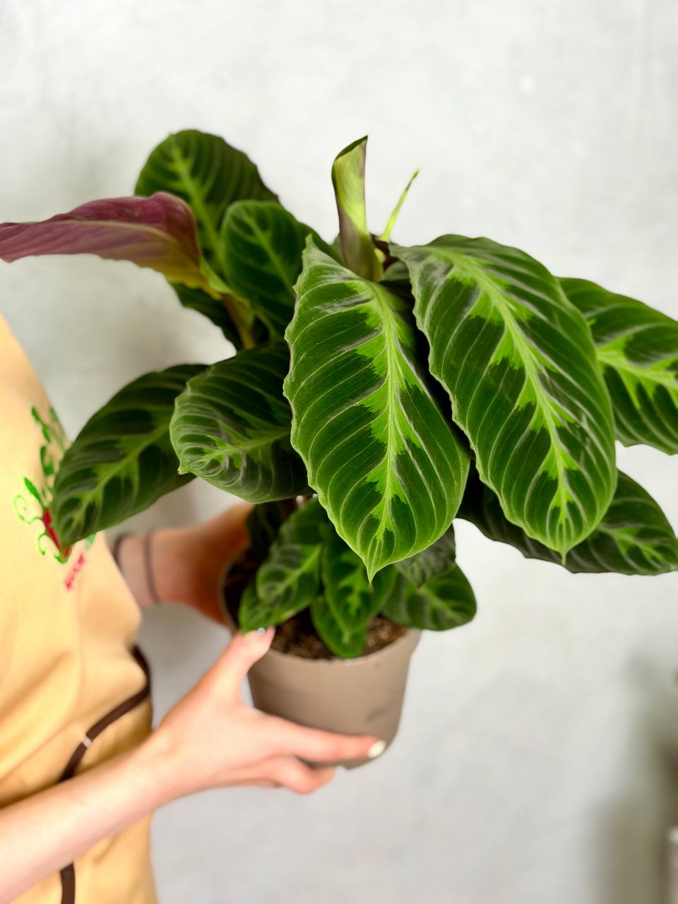 Калатея Варшевича (Calathea Warscewiczii) D12см