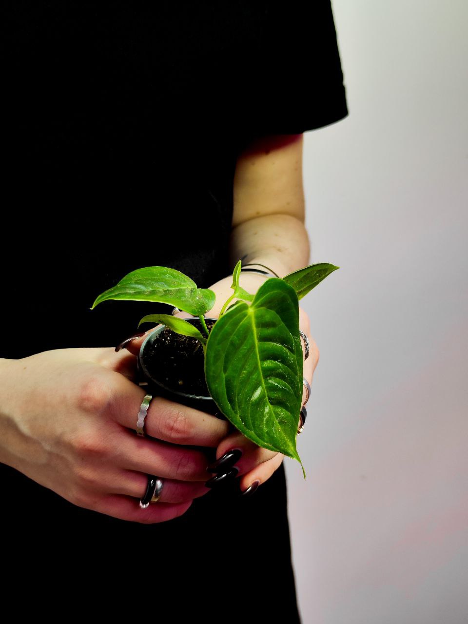 Антуриум Вейча, или Король Антуриум (Anthurium Veitchii) D6см