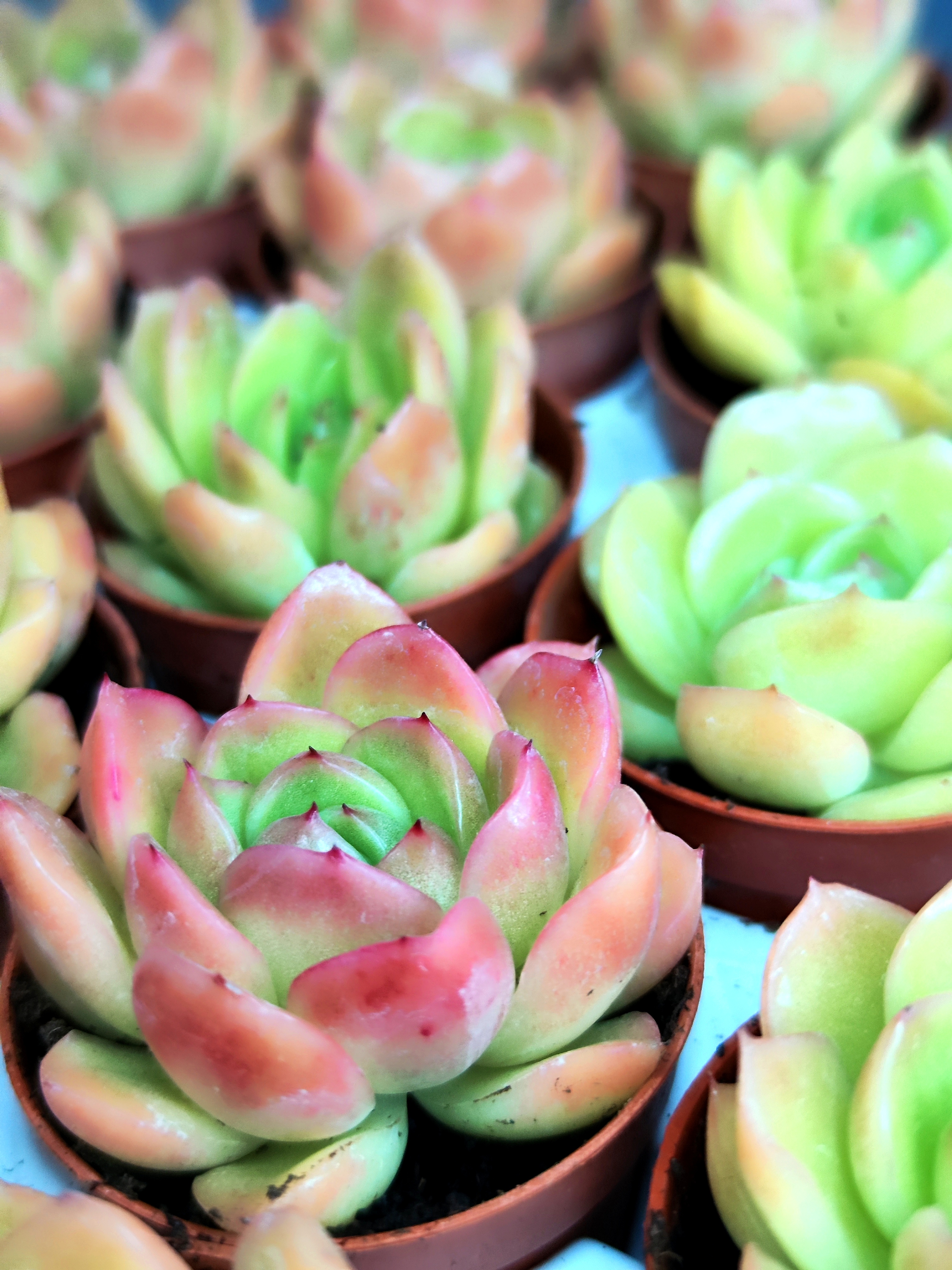 Эхеверия Гилва Ред (Echeveria Gilva Red) D5см