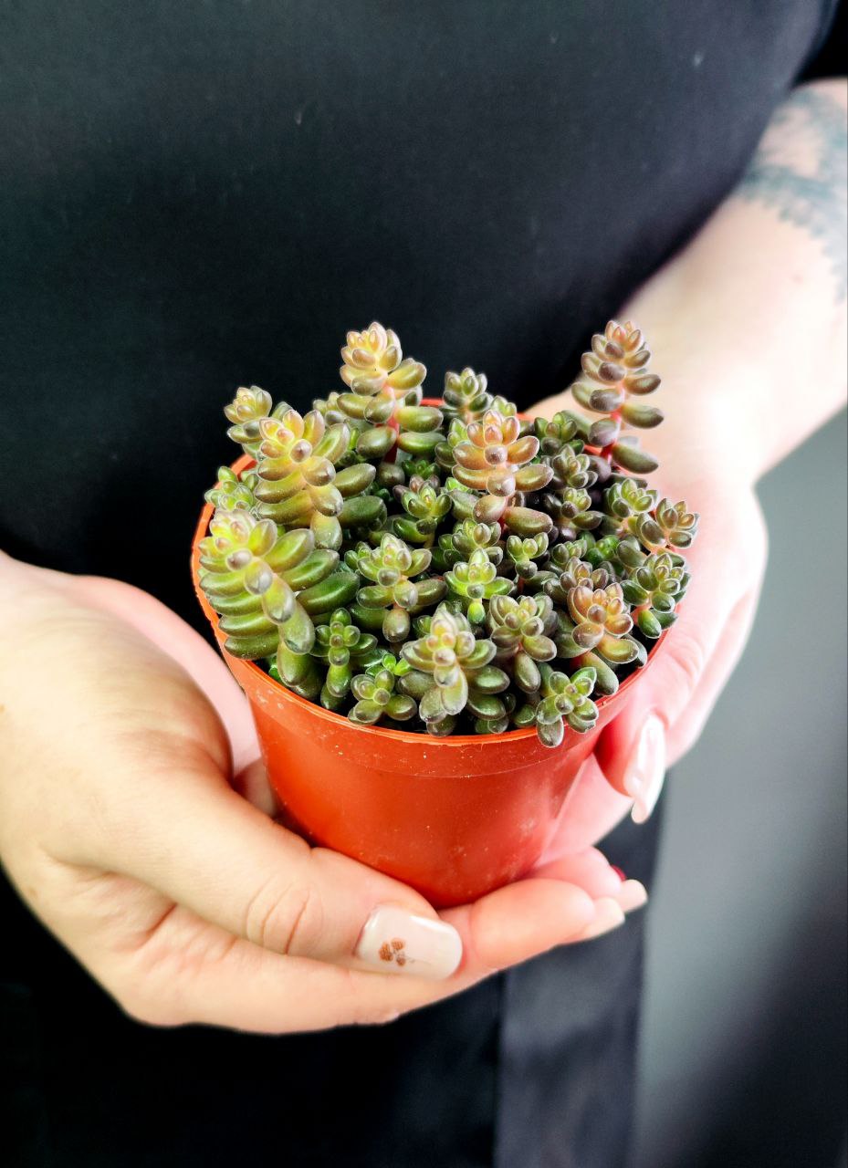 Седум Сталя (Sedum Stahlii) D8cм