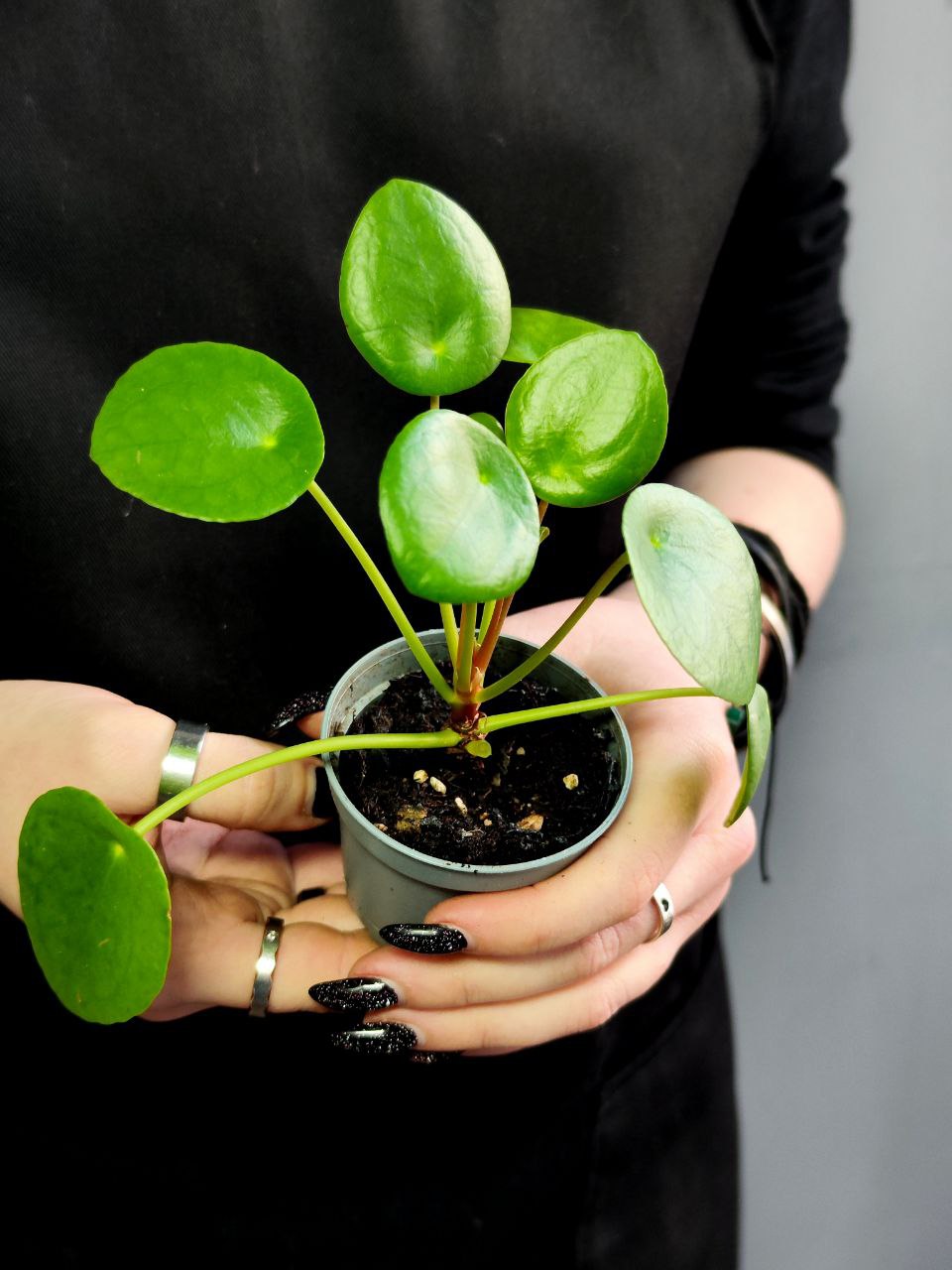 Пилея Пеперомиевидная (Pilea Peperomioides) D6см